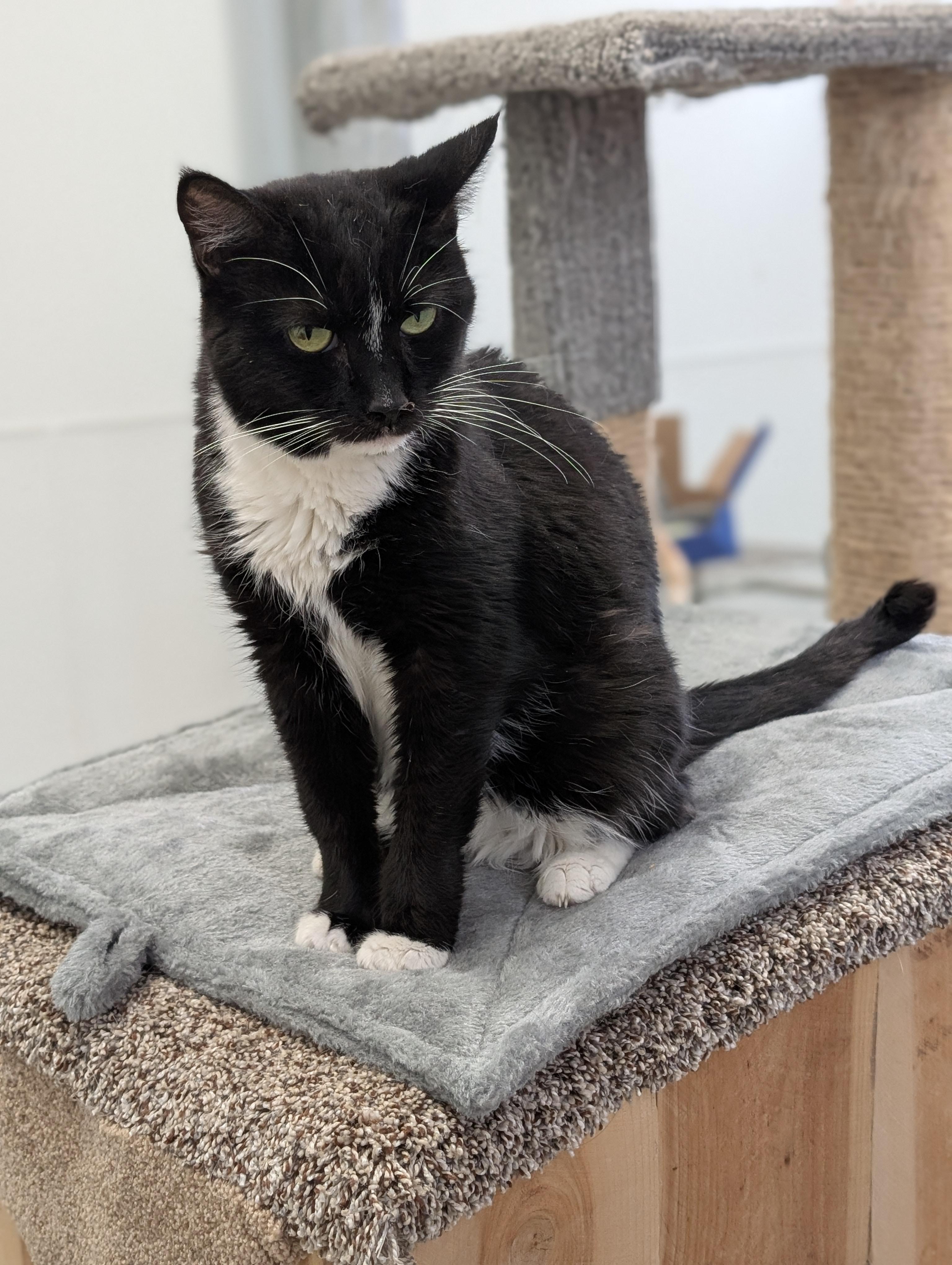 Enlarge Aria, an adoptable Tuxedo in Tilton, IL image 2/6