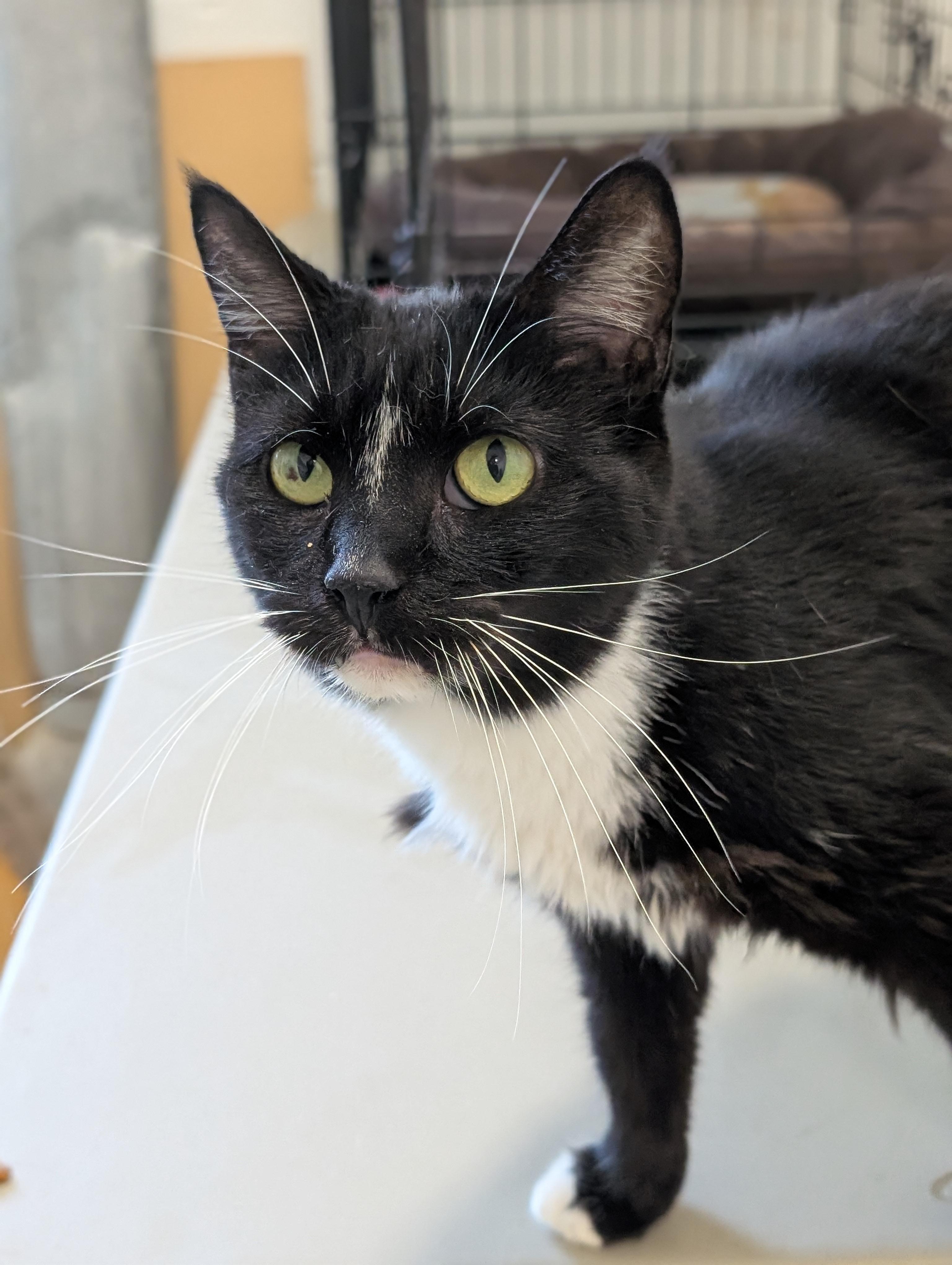 Enlarge Aria, an adoptable Tuxedo in Tilton, IL image 4/6