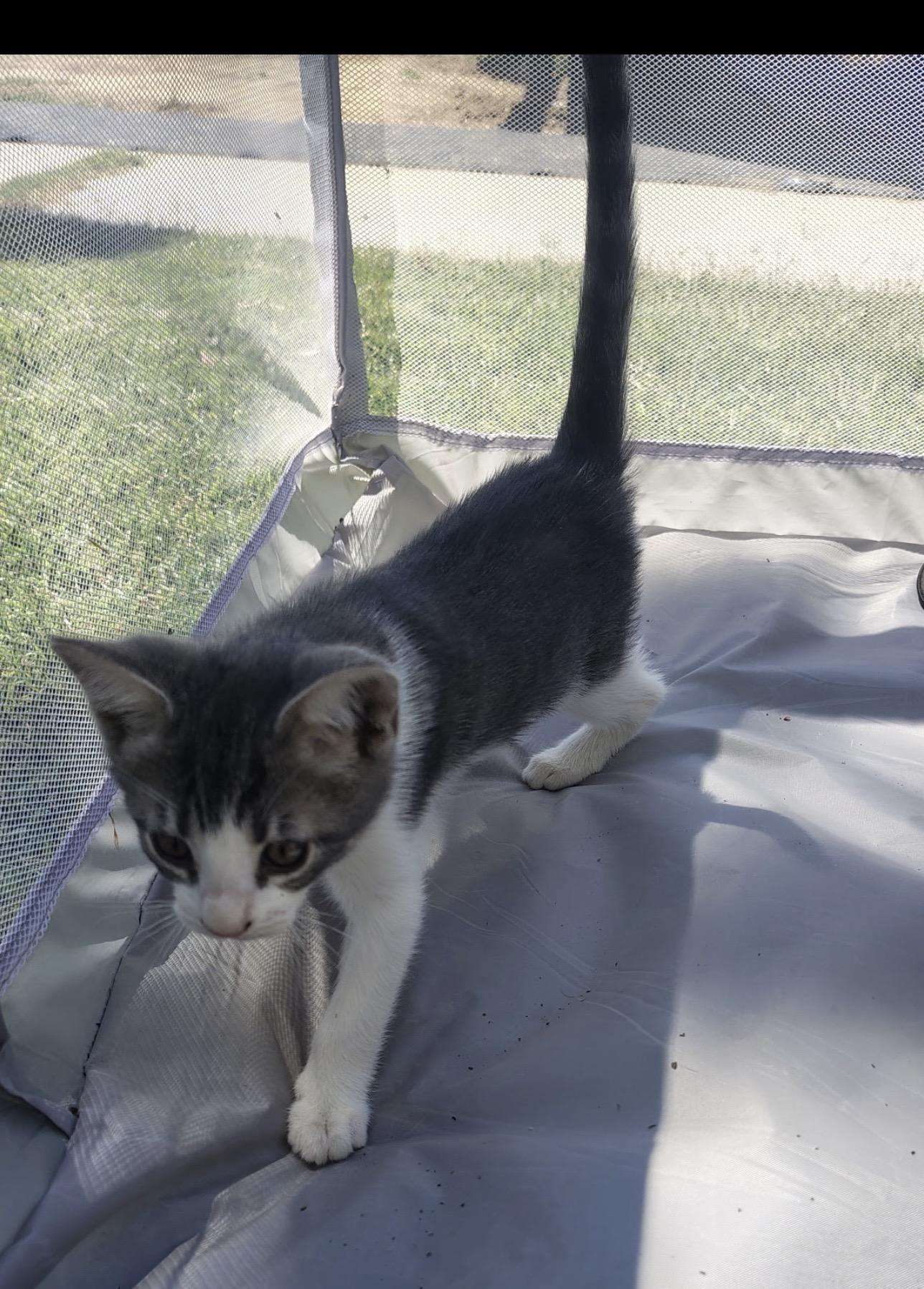 Andie, adopted, Kitten Male Tuxedo.