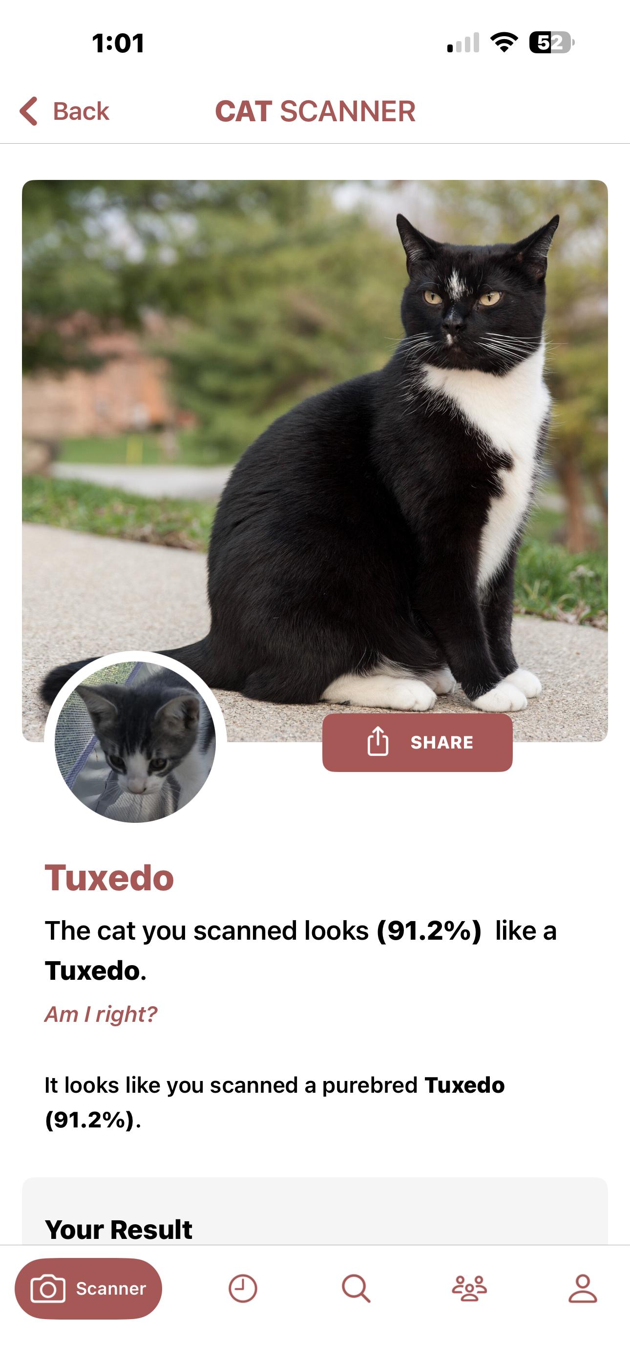 Enlarge Andie, an adopted Tuxedo in Lancaster, CA image 2/2
