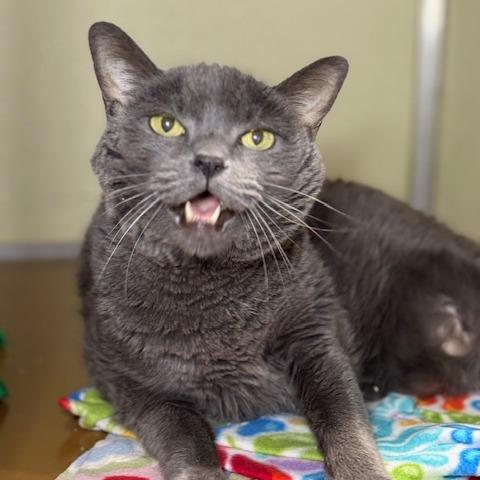 Enlarge Sterling, a Adoptable Domestic Short Hair in Jeffersonville, IN image 1/3