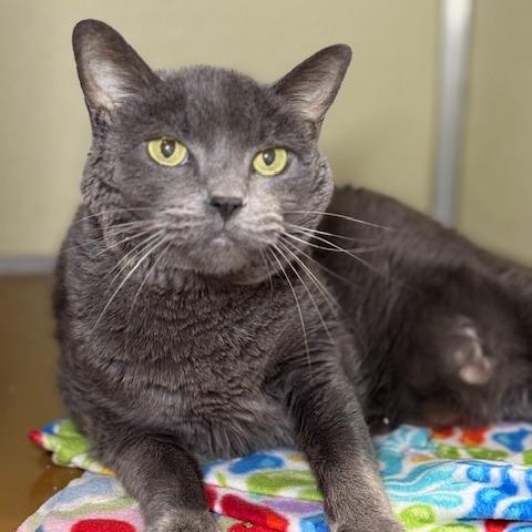 Enlarge Sterling, a Adoptable Domestic Short Hair in Jeffersonville, IN image 2/3