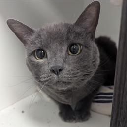 Enlarge Sterling, a Adoptable Domestic Short Hair in Jeffersonville, IN image 3/3