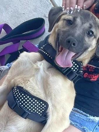 susie, Adoptable, Young Female Shepherd.