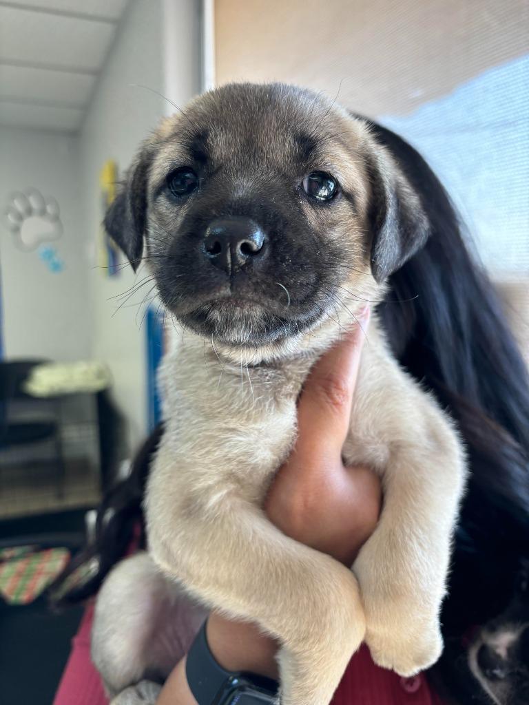 susie, Adoptable, Young Female Shepherd & Great Pyrenees.