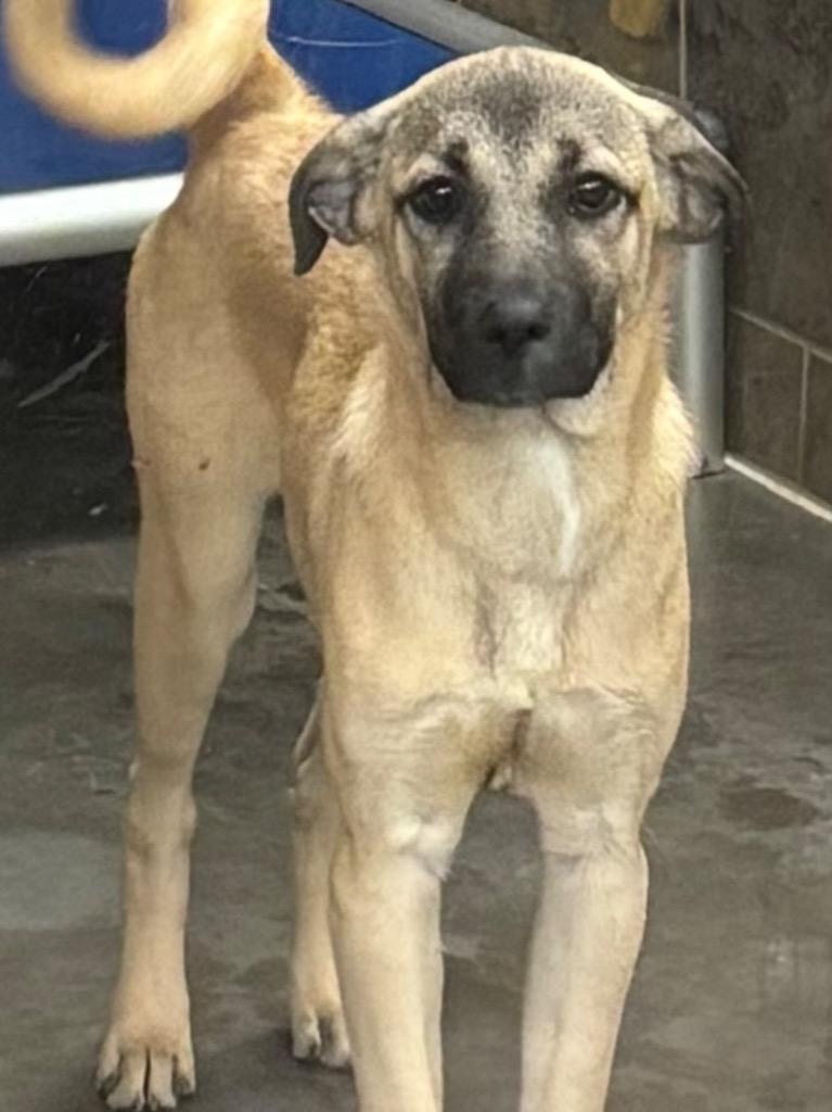 Enlarge susie, a Adoptable mixed breed in Midland, TX image 1/6