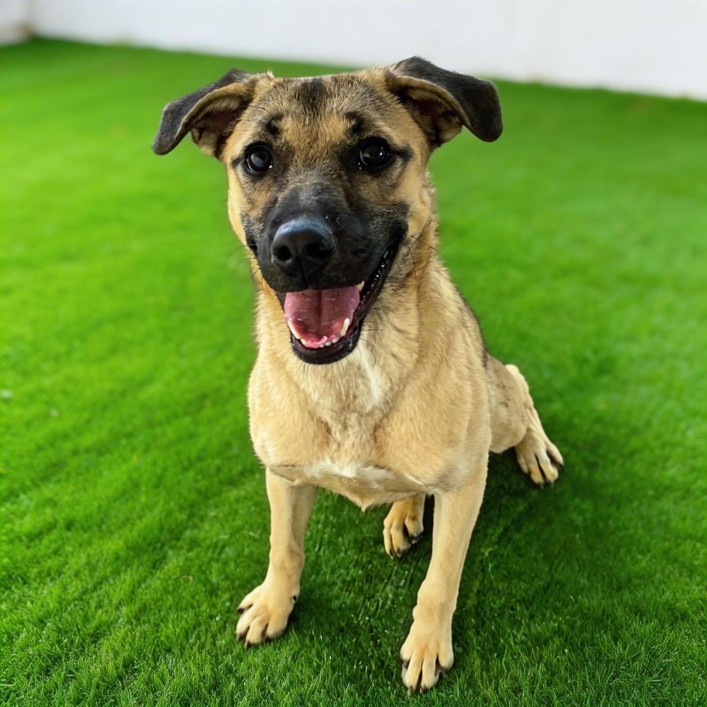 susie, a Adoptable mixed breed in Midland, TX image 2/6