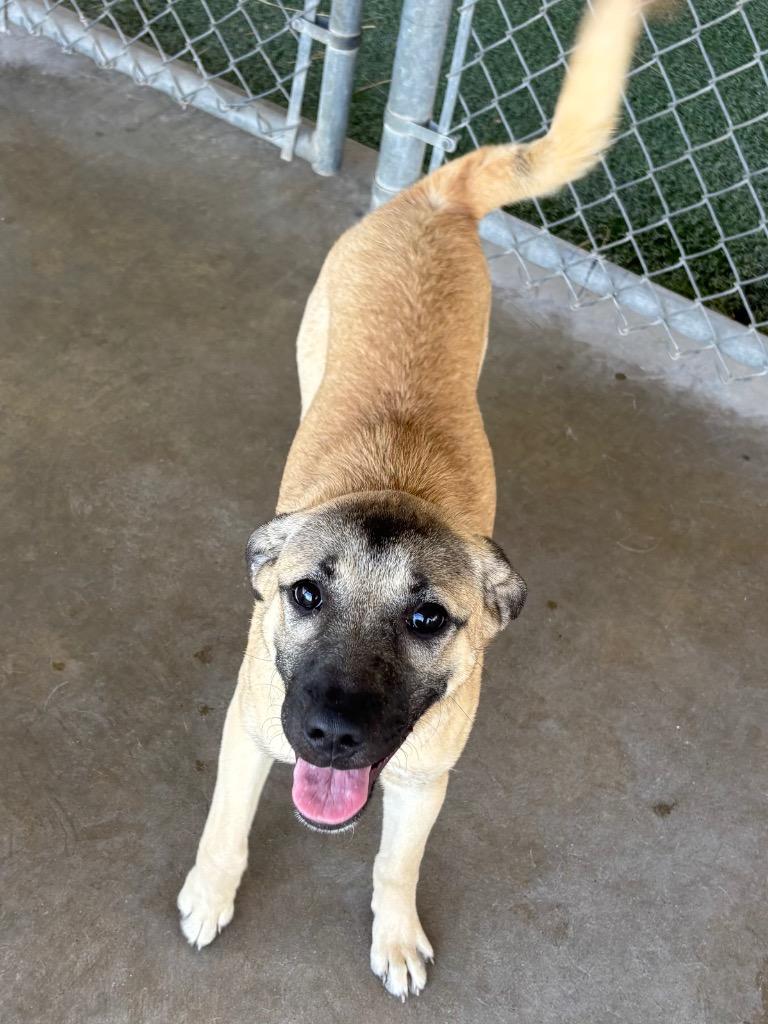Enlarge susie, a Adoptable mixed breed in Midland, TX image 3/6