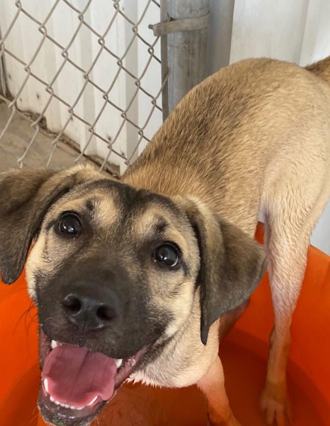 susie, a Adoptable mixed breed in Midland, TX image 4/6