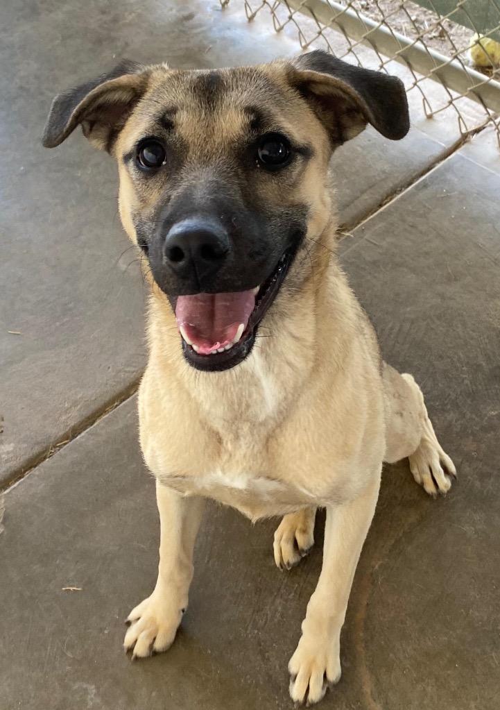 Enlarge susie, a Adoptable mixed breed in Midland, TX image 5/6