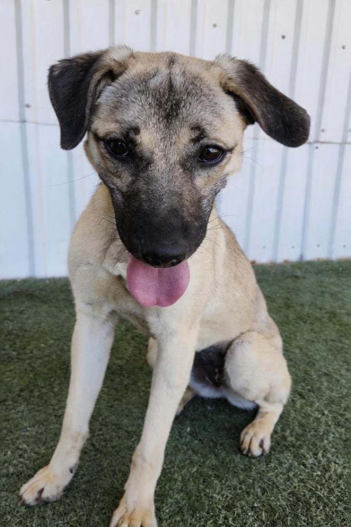 Enlarge susie, a Adoptable mixed breed in Midland, TX image 6/6