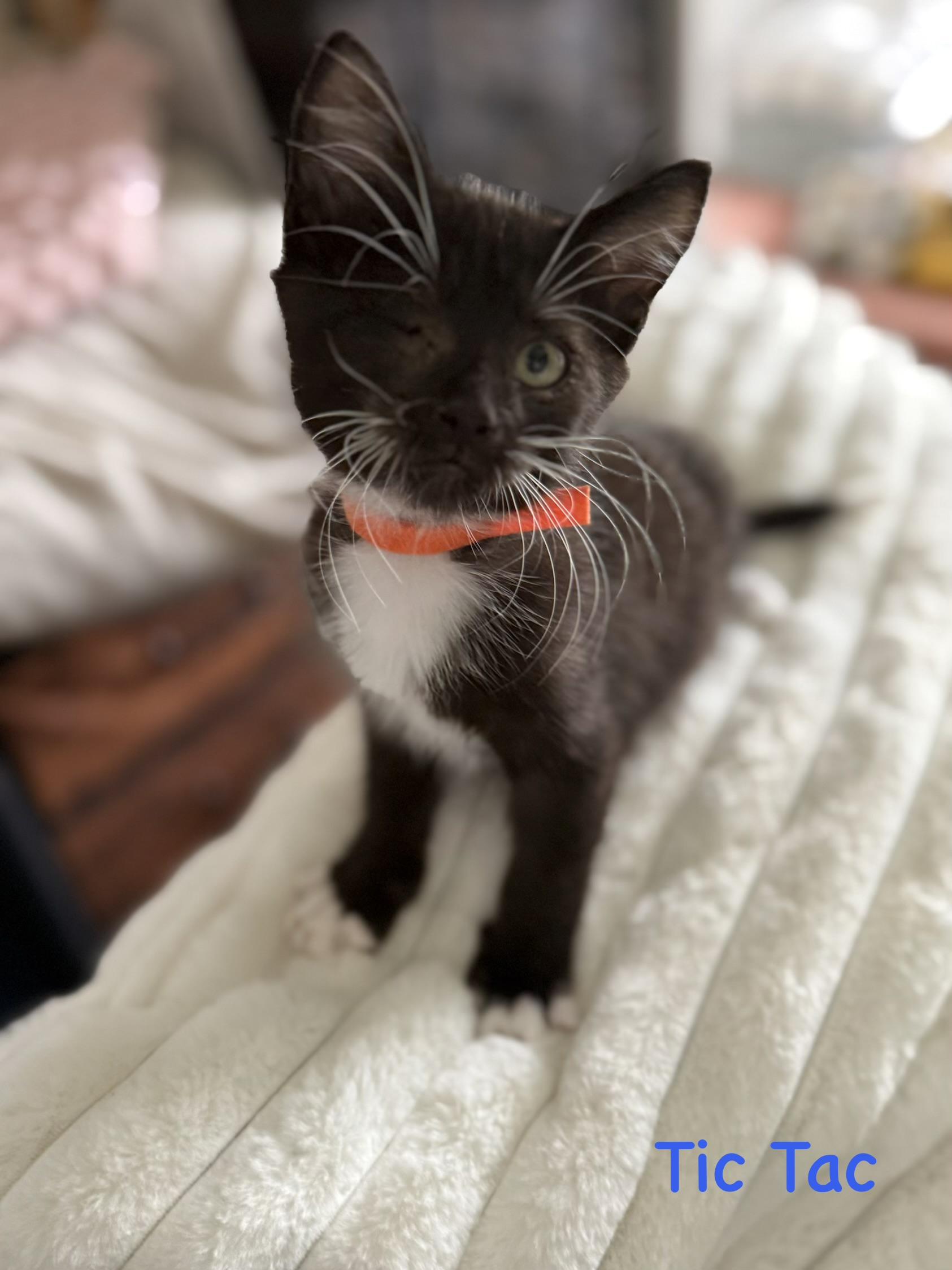 Enlarge TicTac, a Adoptable Domestic Medium Hair in Lacona, NY image 6/6