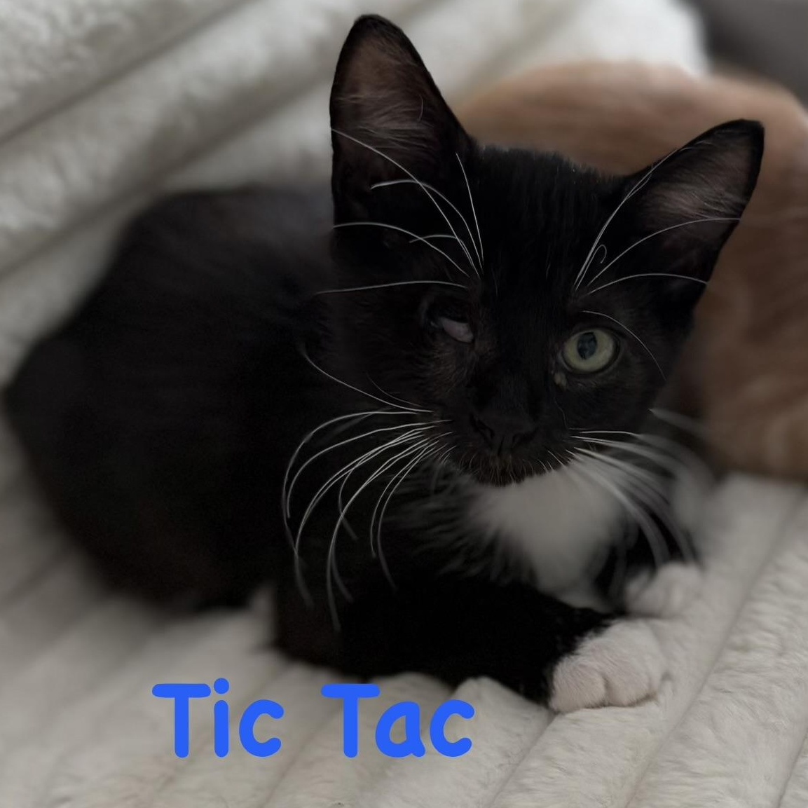 Enlarge TicTac, a Adoptable Domestic Medium Hair in Lacona, NY image 5/6