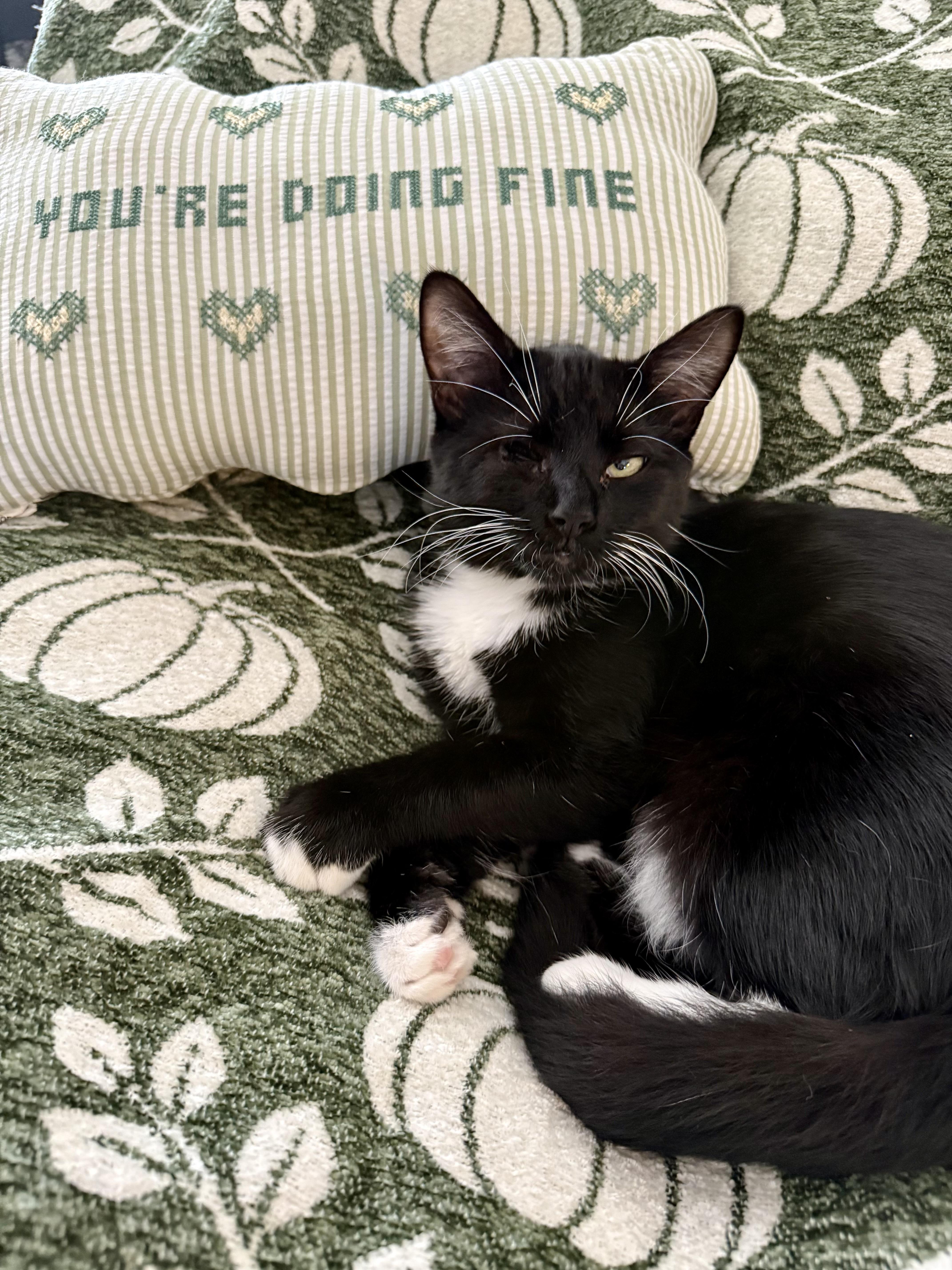 Enlarge TicTac, a Adoptable Domestic Medium Hair in Lacona, NY image 2/6