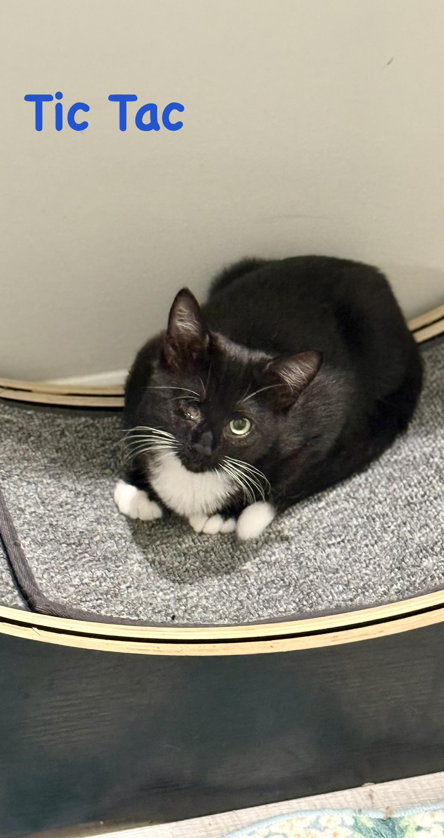 Enlarge TicTac, a Adoptable Domestic Medium Hair in Lacona, NY image 4/6