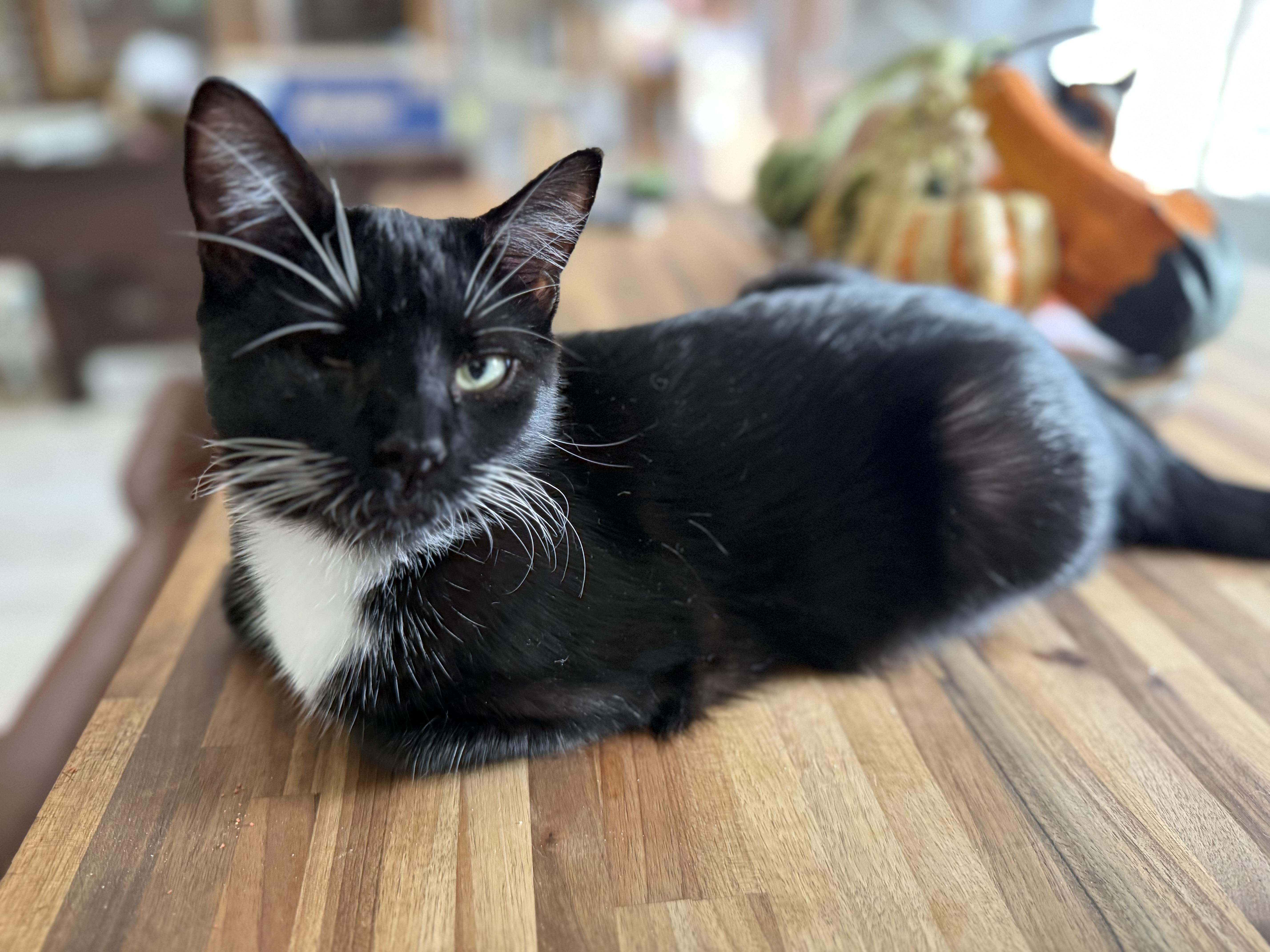 Enlarge TicTac, a Adoptable Domestic Medium Hair in Lacona, NY image 1/6