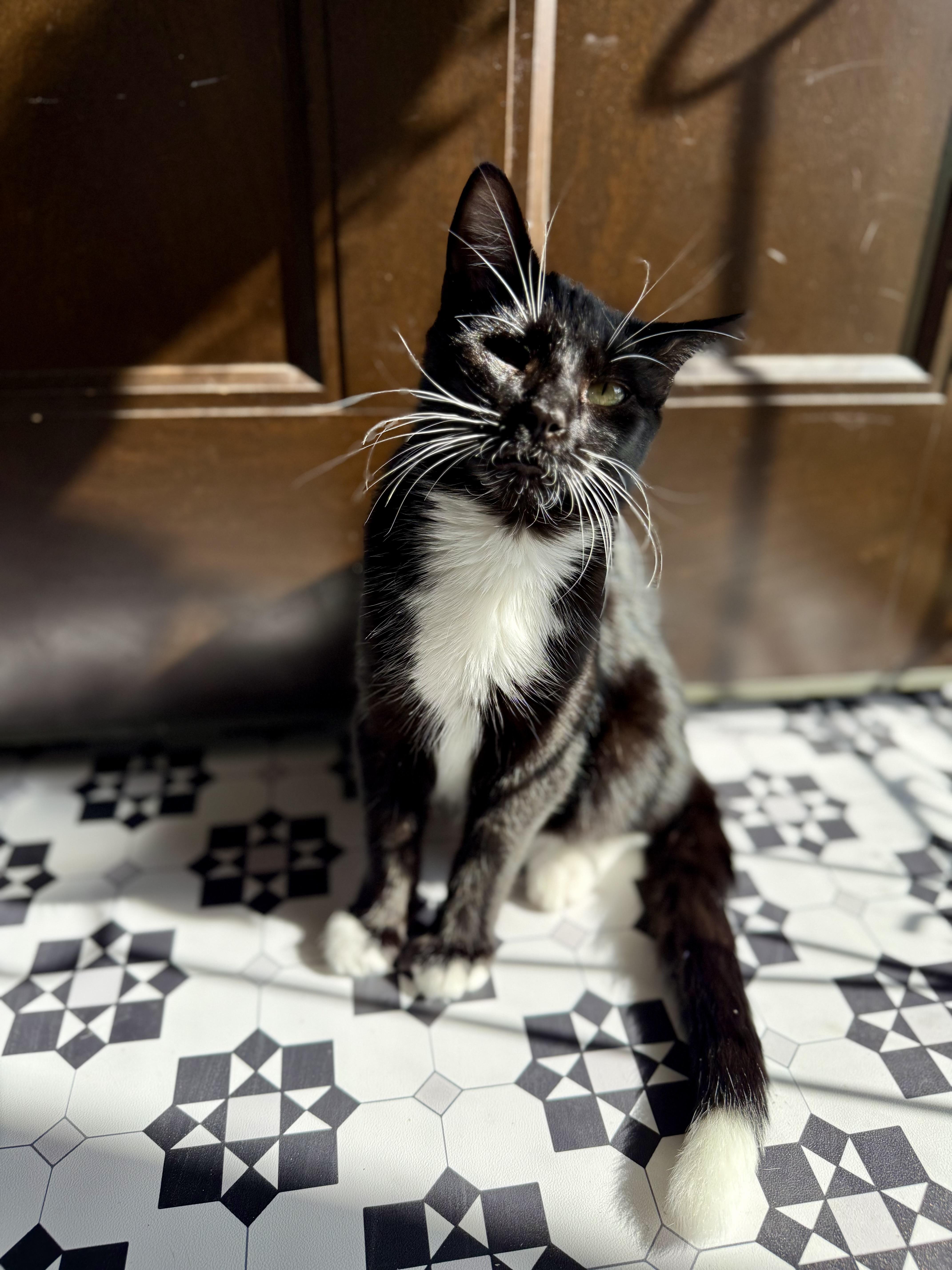 Enlarge TicTac, a Adoptable Domestic Medium Hair in Lacona, NY image 3/6