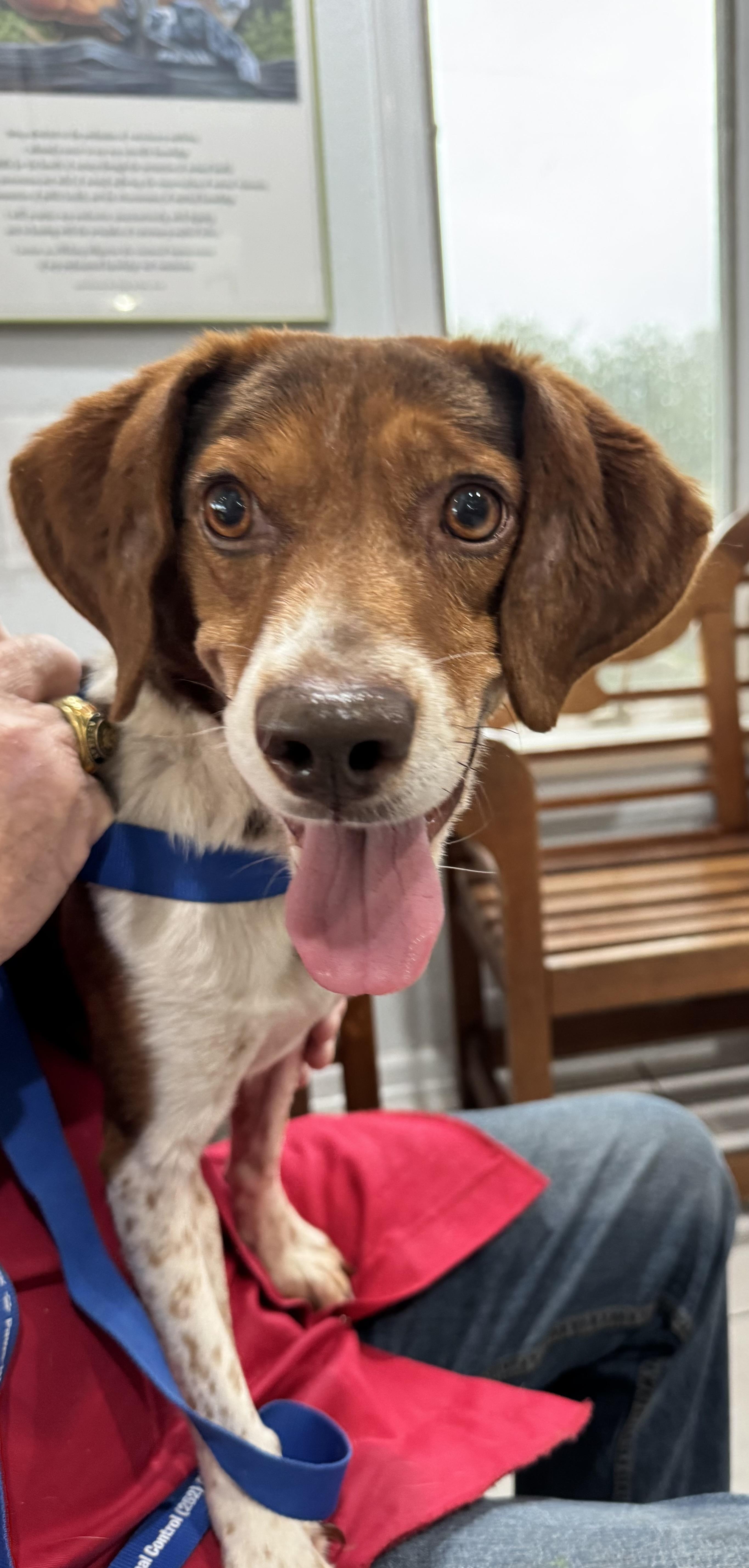 Bandit, a Adoptable mixed breed in Grandy, NC image 1/2