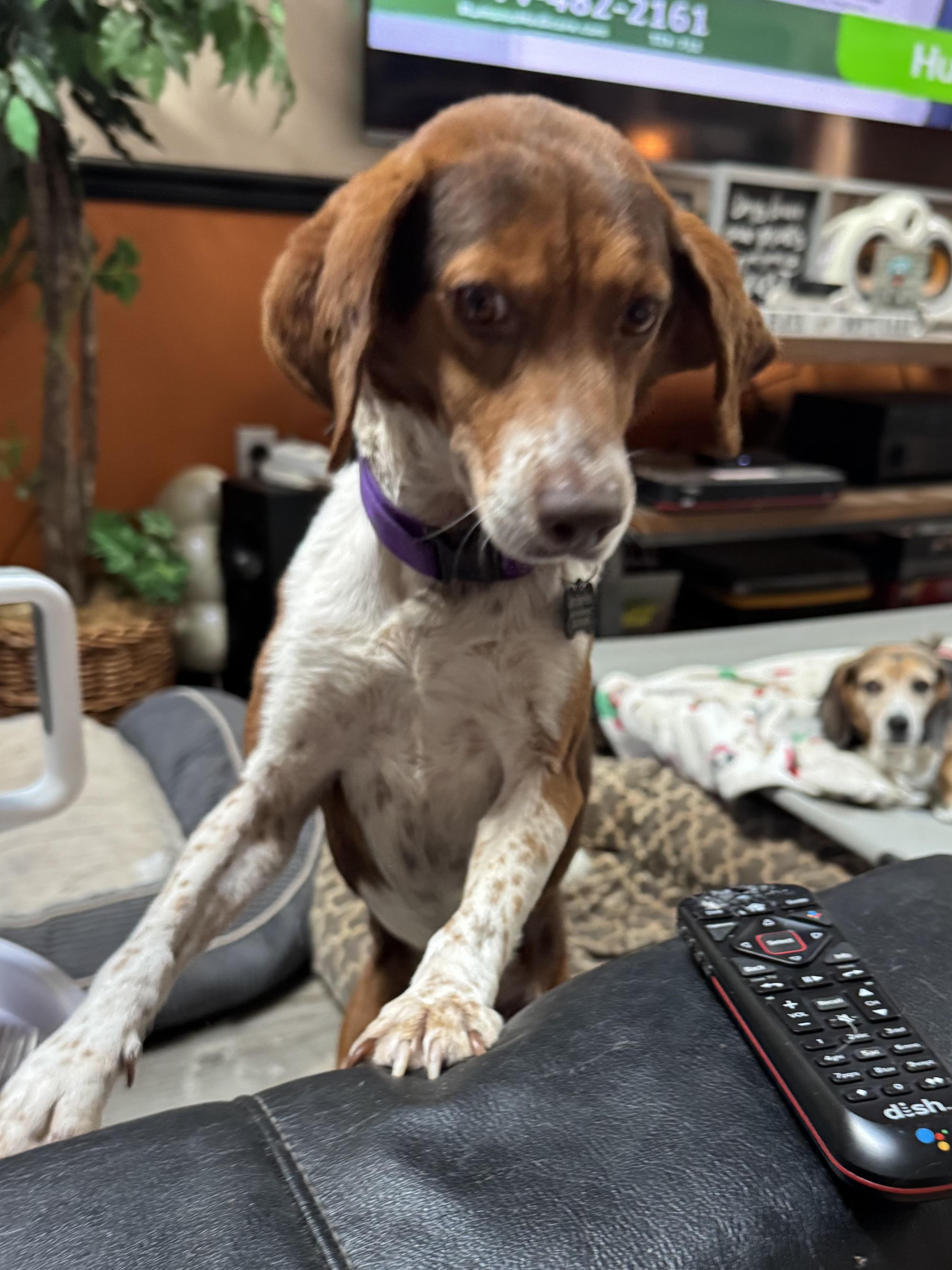 Bandit, a Adoptable mixed breed in Grandy, NC image 2/2