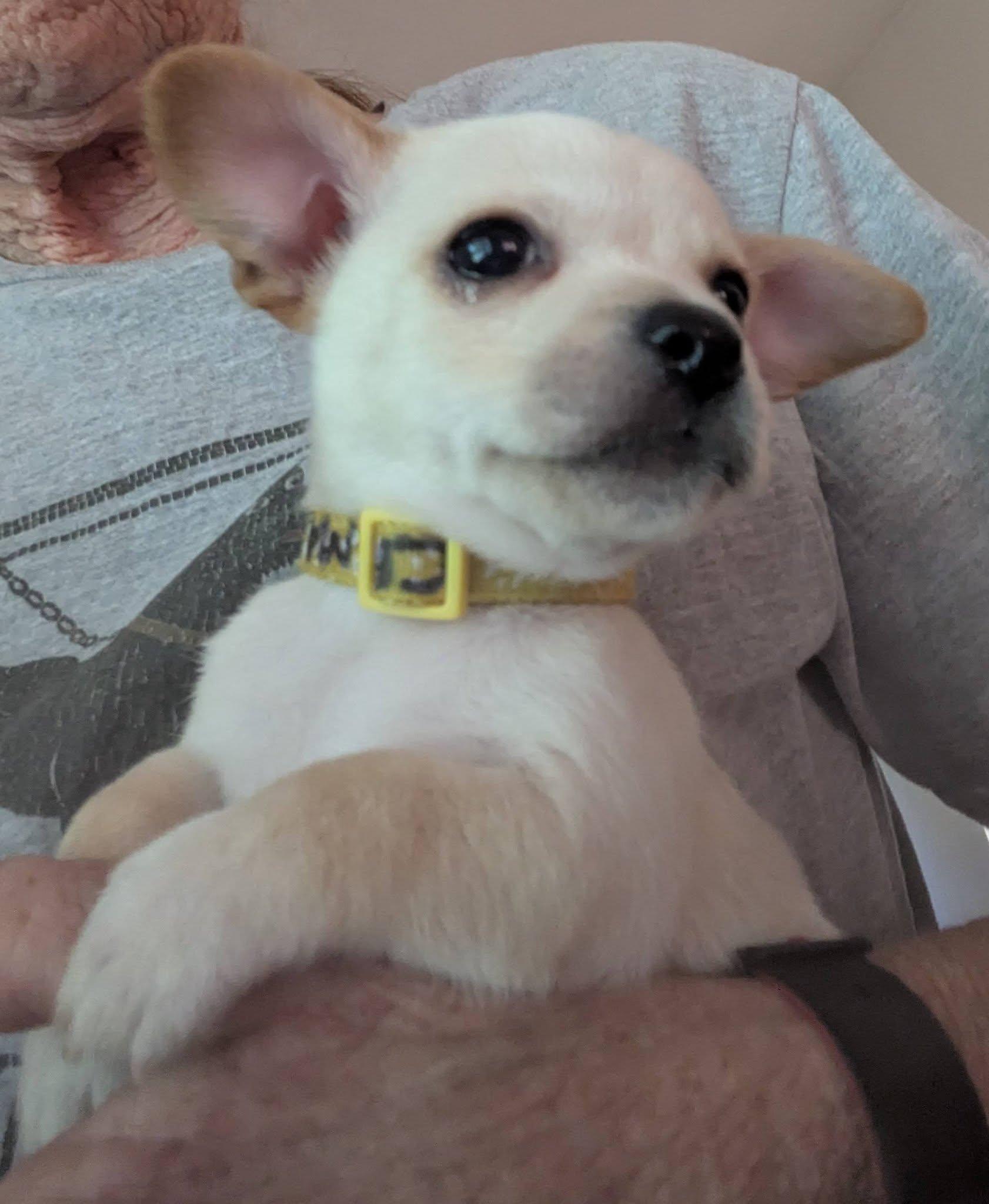 Crema, ADOPTABLE, Puppy Female Chihuahua.