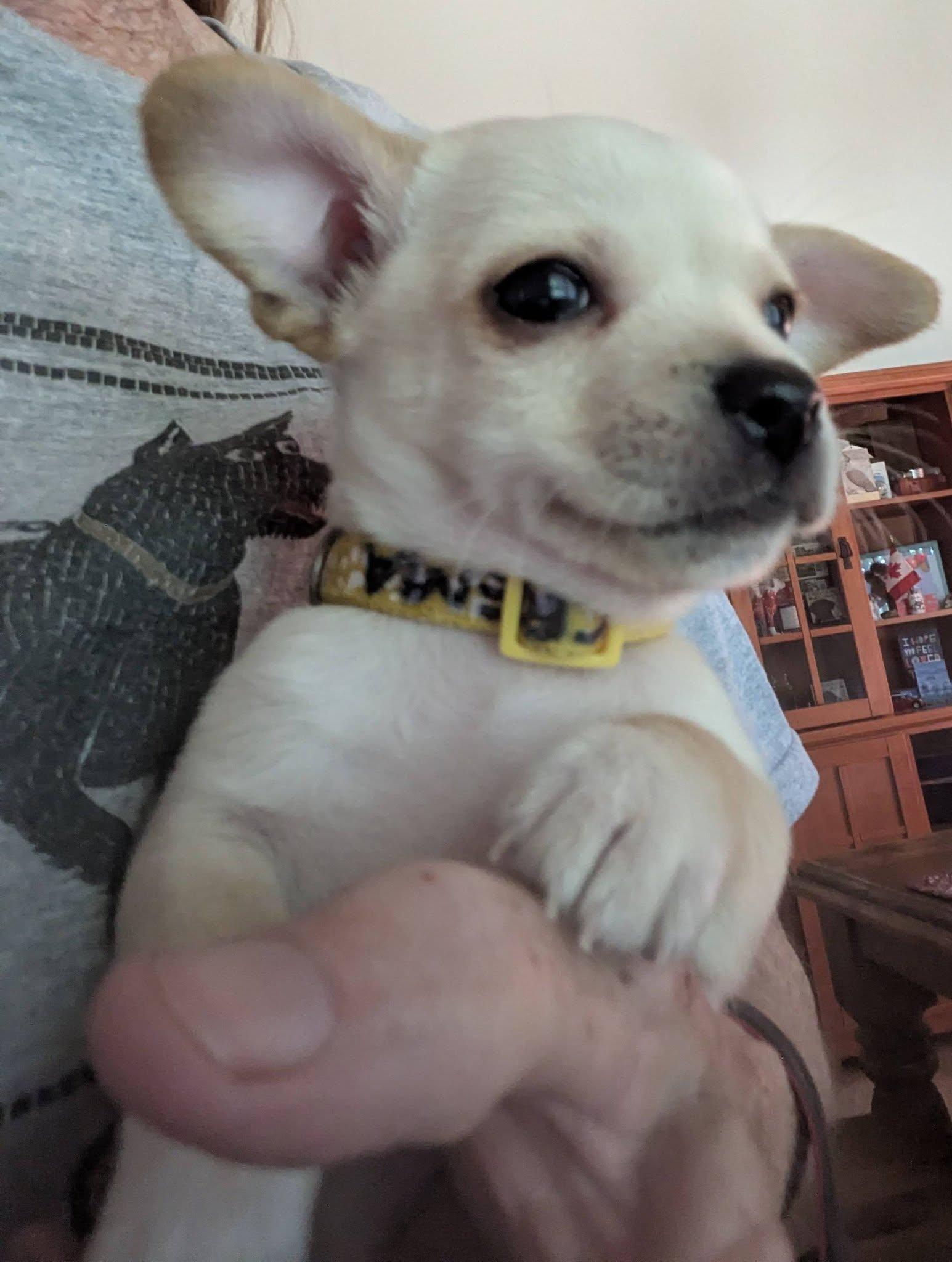 Crema, a ADOPTABLE mixed breed in Clatskanie, OR image 2/3