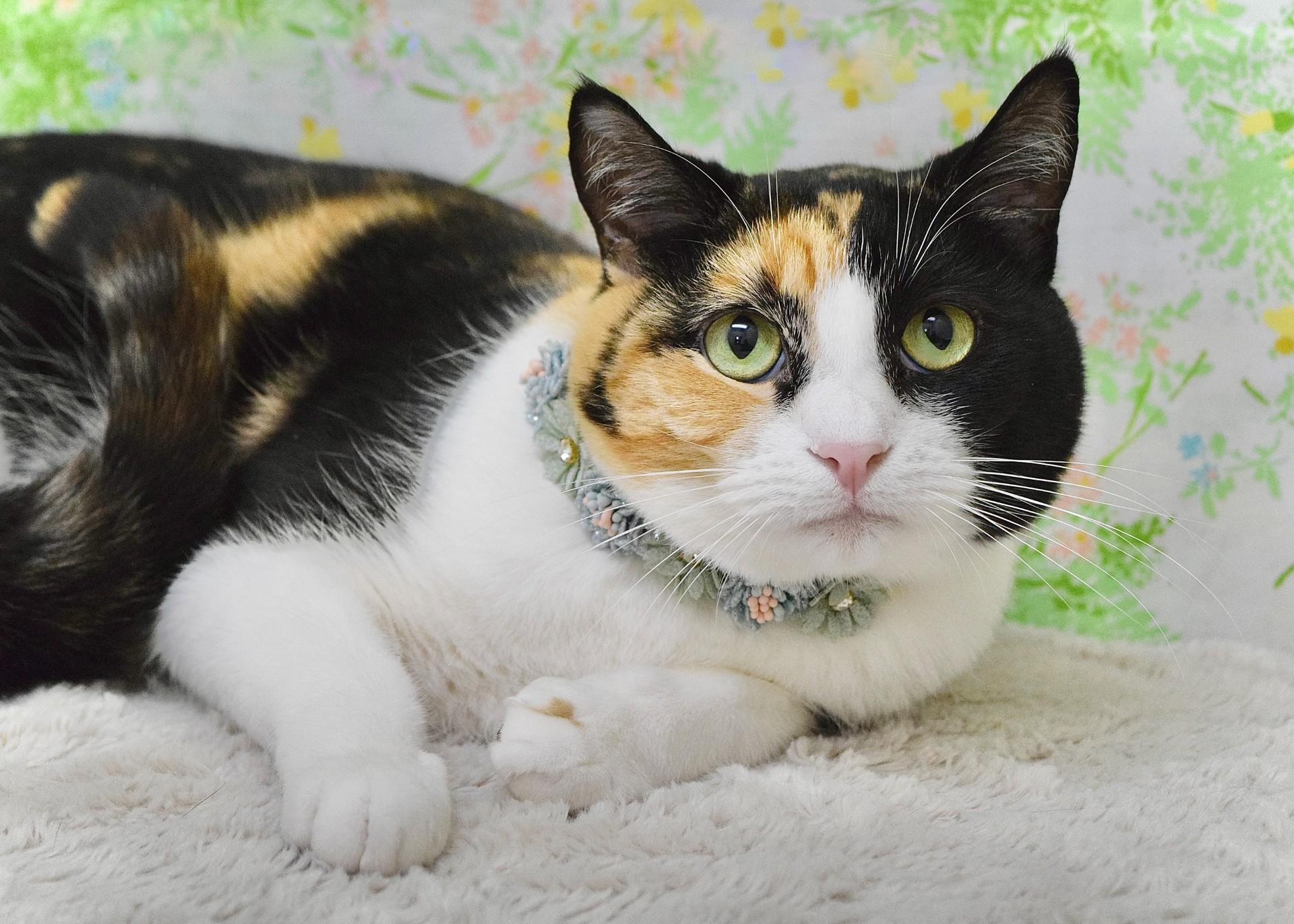 Coral, adopted, Young Female Domestic Short Hair.