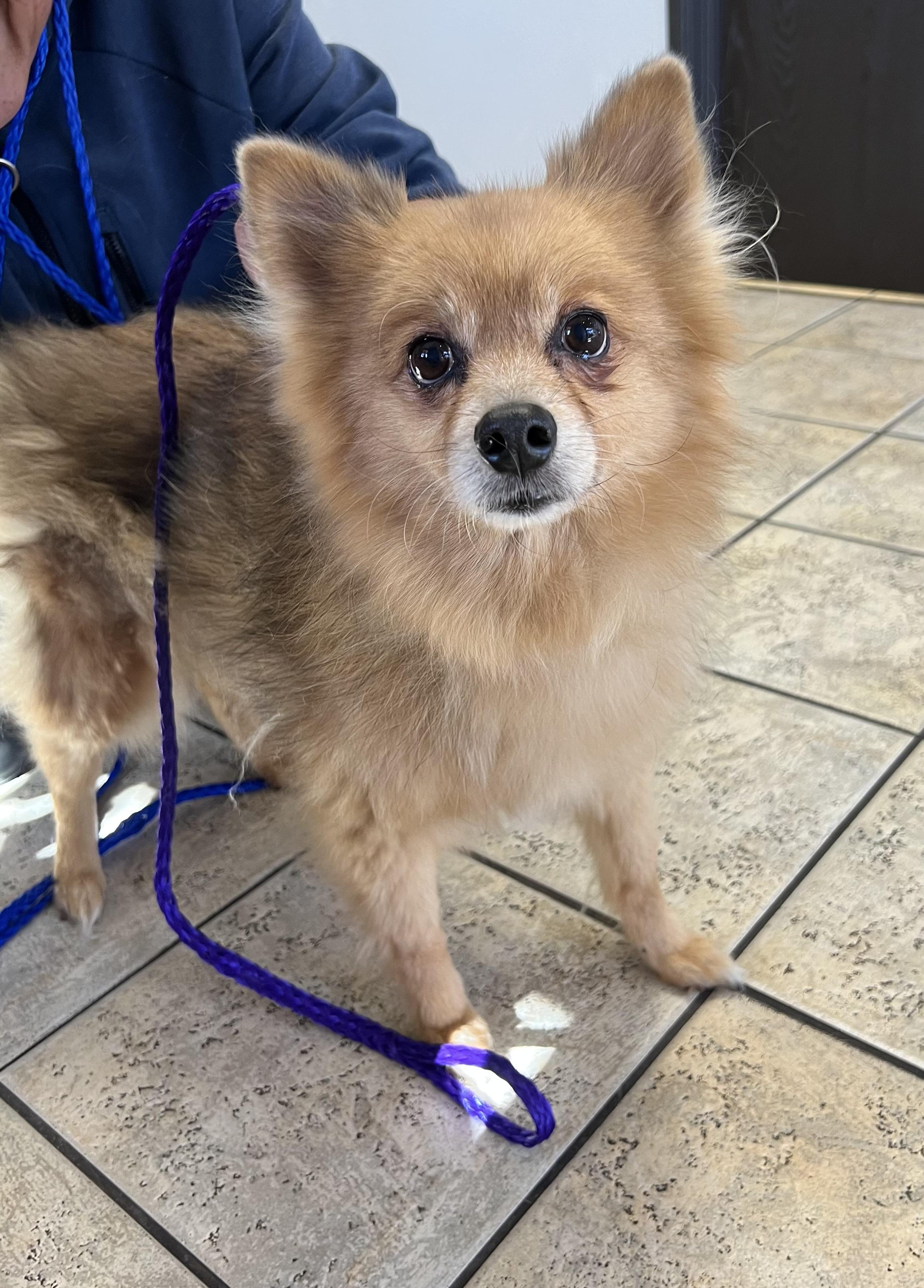 Nova, ADOPTABLE, Adult Female Pomeranian.