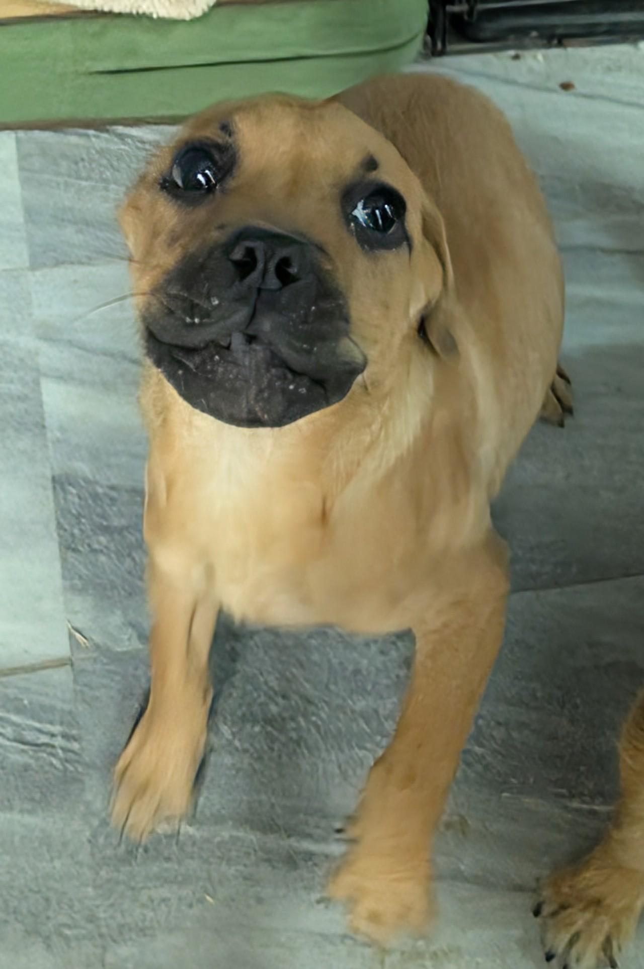 Dewey , a ADOPTABLE mixed breed in Saint David, AZ image 1/4