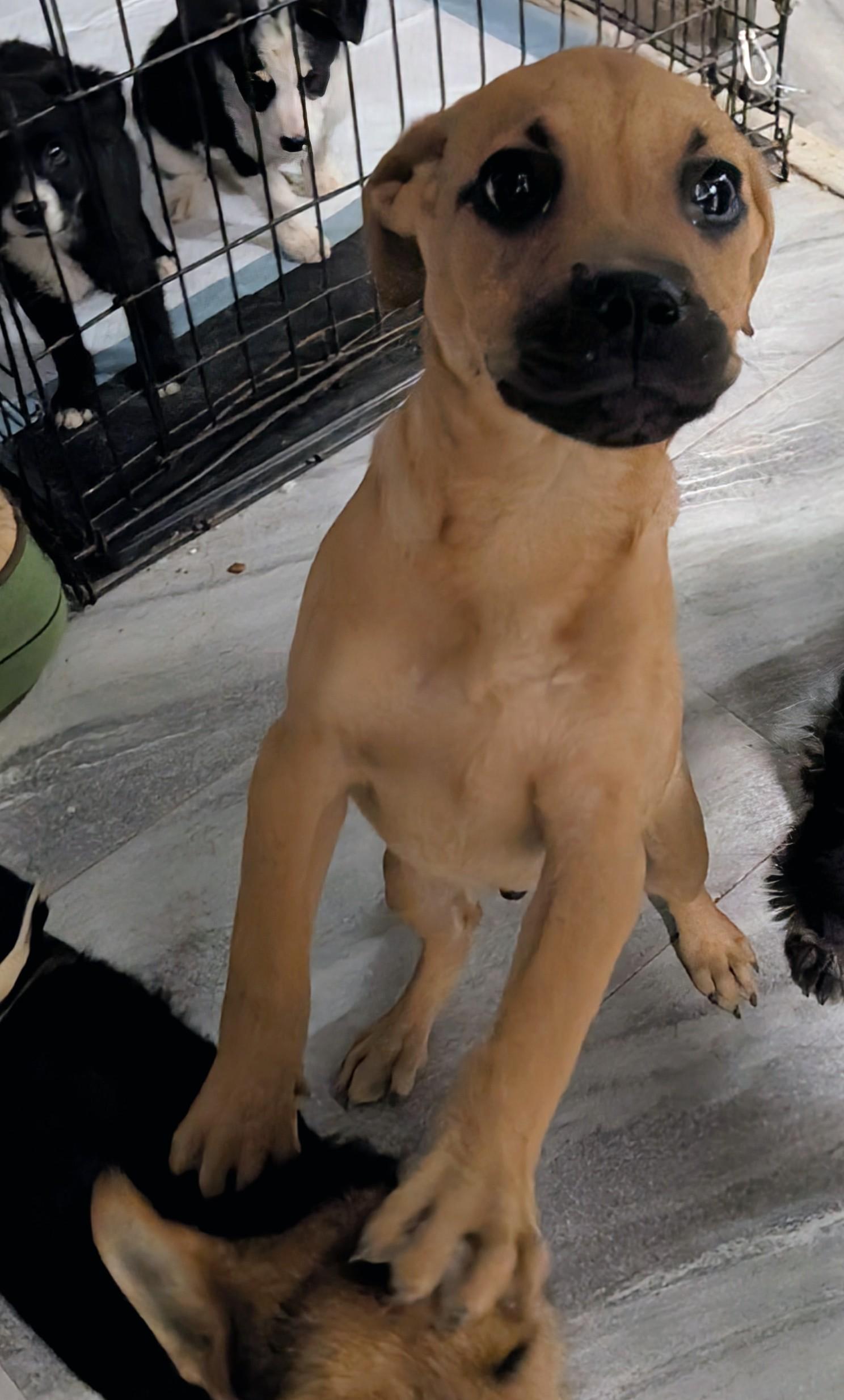 Dewey , a ADOPTABLE mixed breed in Saint David, AZ image 2/4