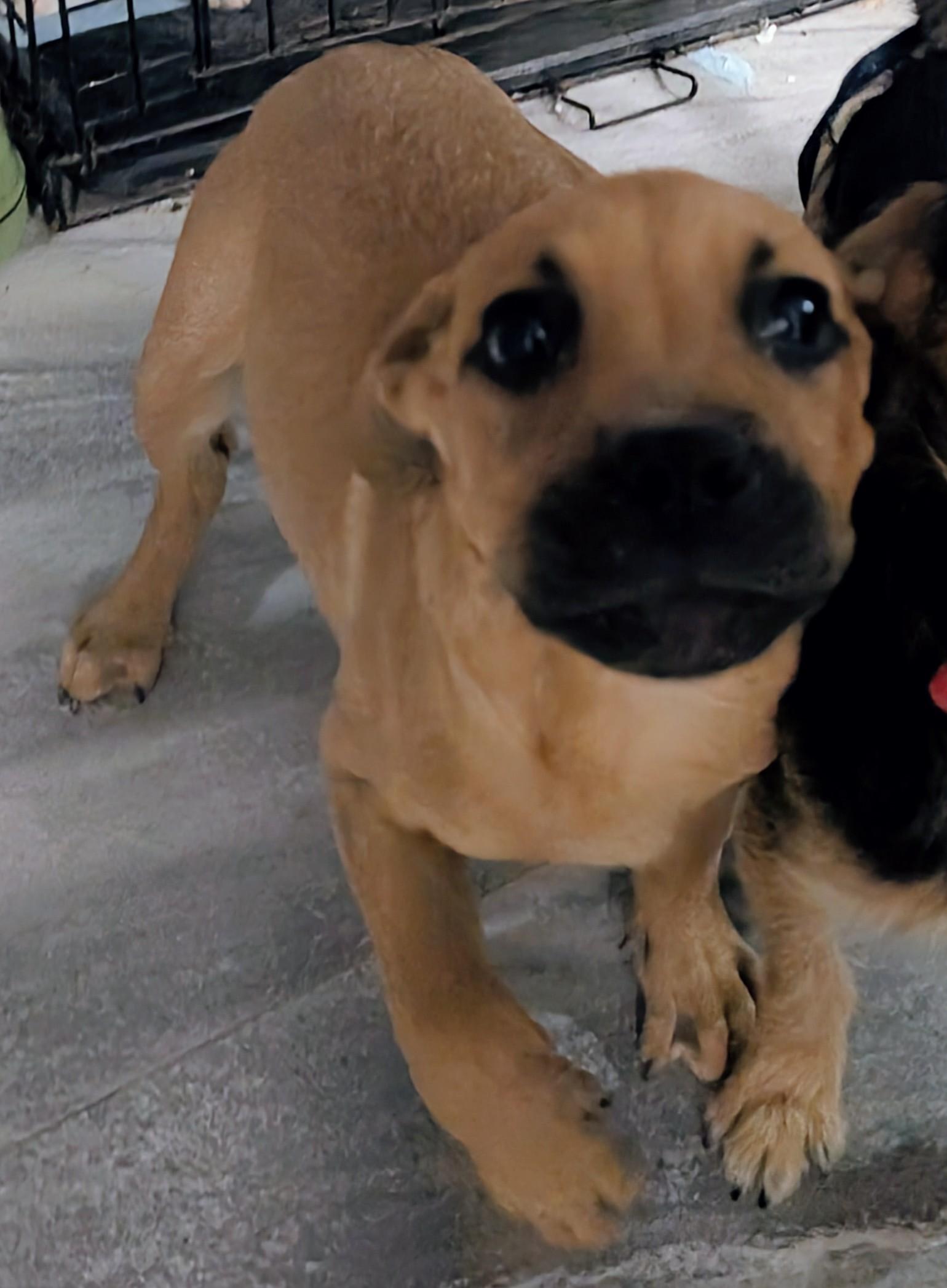 Dewey , ADOPTABLE, Puppy Male Boxer.