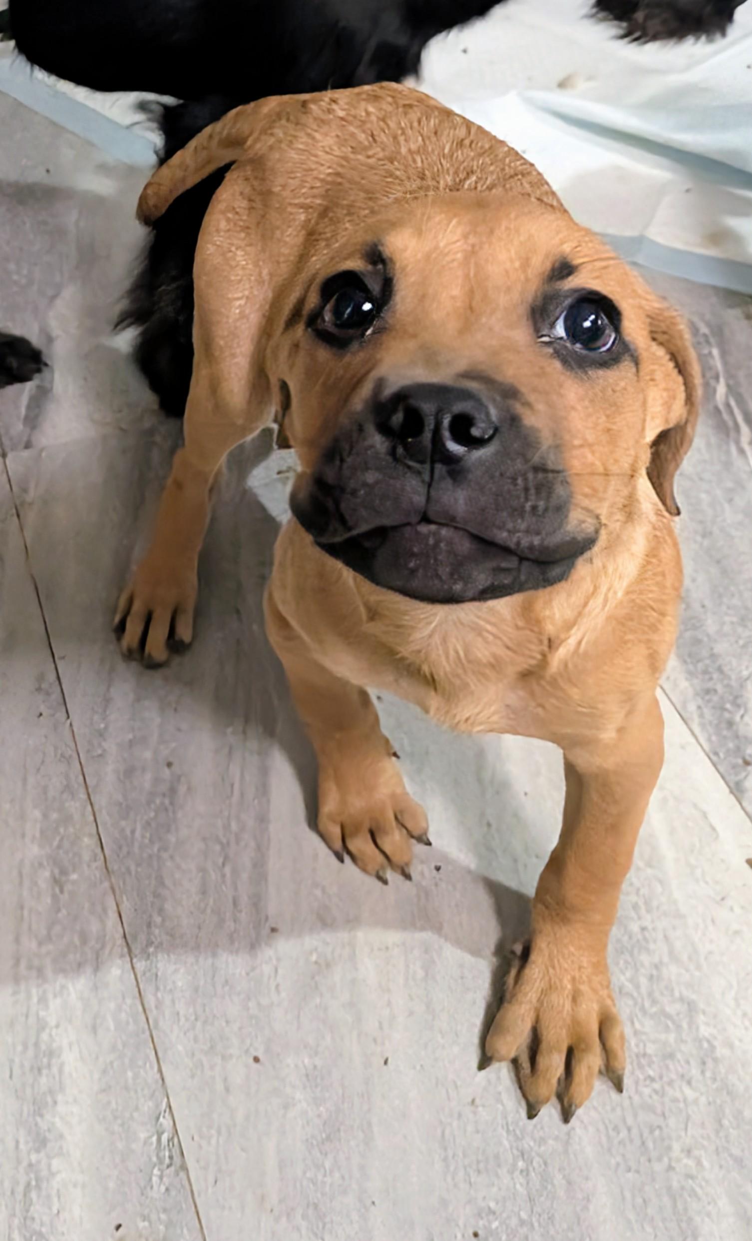 Dewey , a ADOPTABLE mixed breed in Saint David, AZ image 4/4