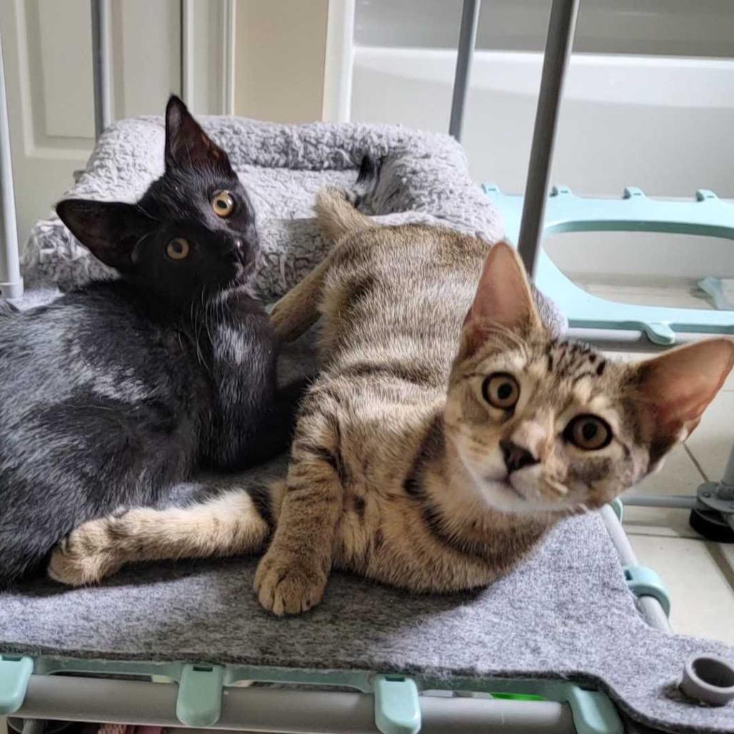 Enlarge Charles, a Adoptable Domestic Short Hair in Valdosta , GA image 1/3