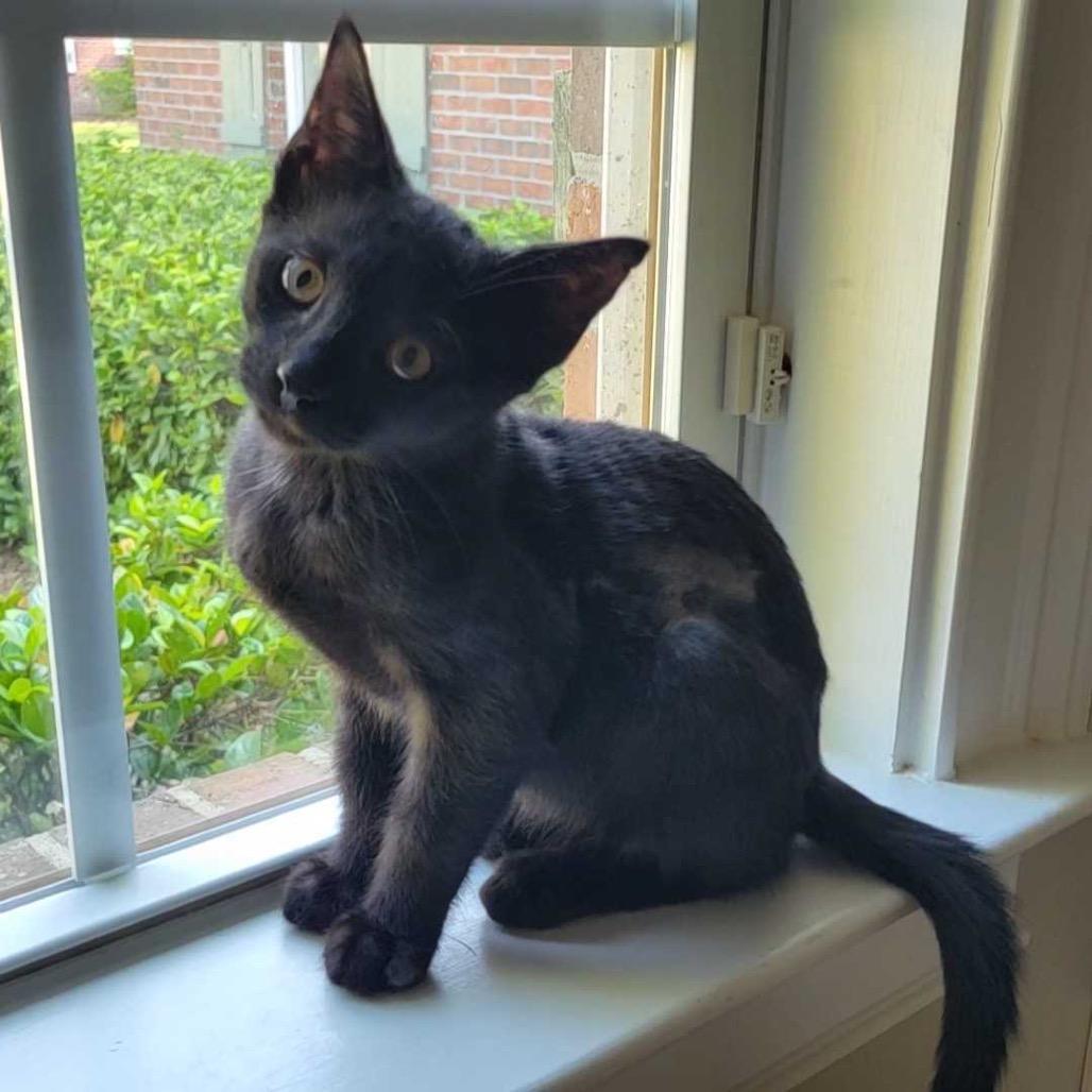 Enlarge Charles, a Adoptable Domestic Short Hair in Valdosta , GA image 2/3