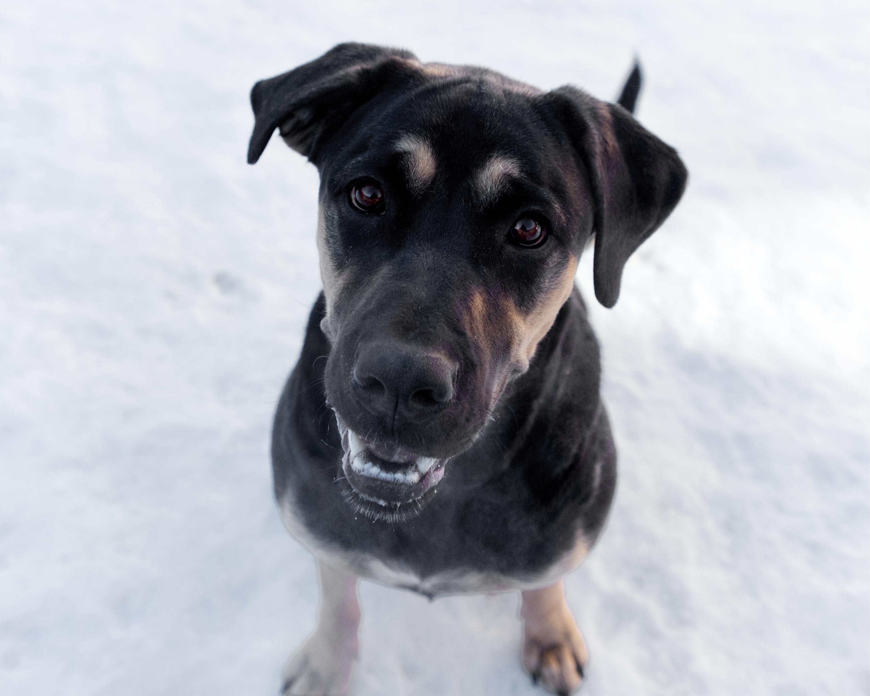Reilly, adoptable, Adult Female Rottweiler.