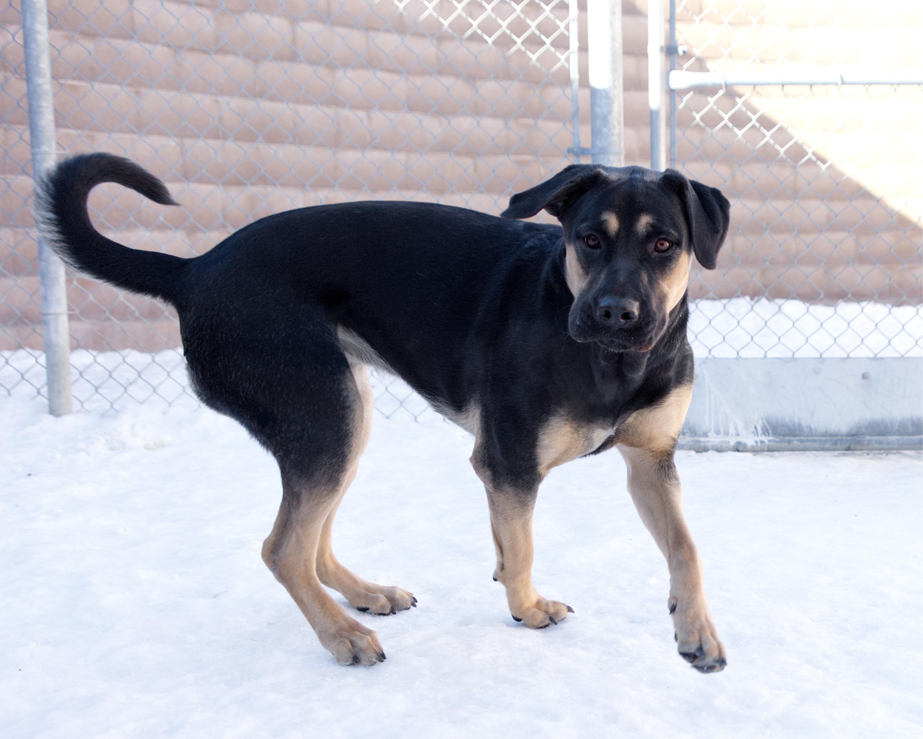 Enlarge Reilly, an adoptable mixed breed in Winnipeg, MB image 2/3