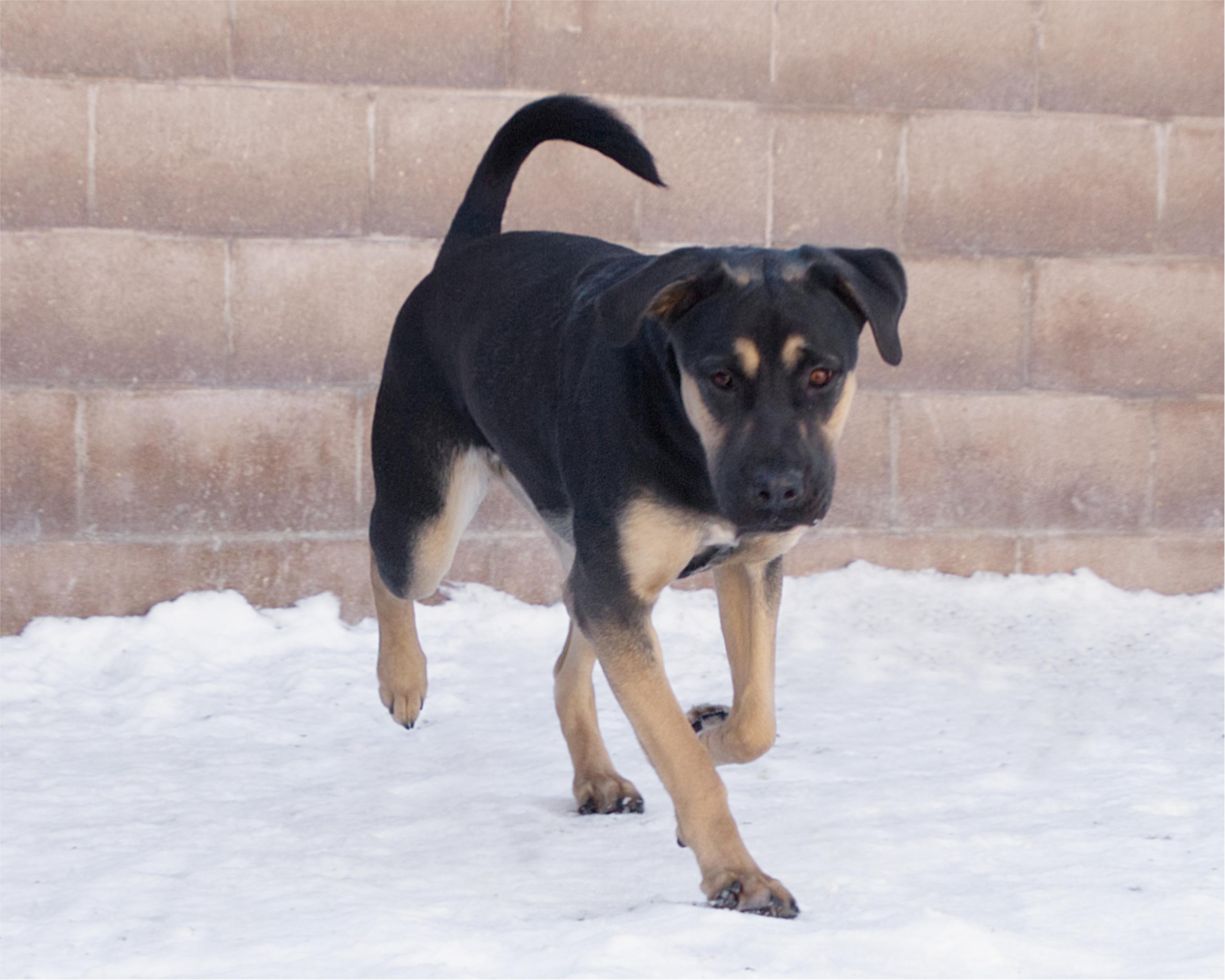 Enlarge Reilly, an adoptable mixed breed in Winnipeg, MB image 3/3