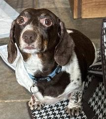 TEDDY PIEBALD, Adoptable, Adult Male Dachshund.
