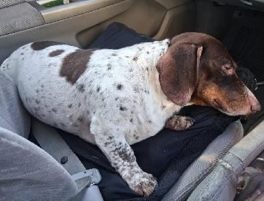 Teddy Piebald thumbnail 4