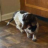 TEDDY PIEBALD, Adoptable, Adult Male Dachshund.