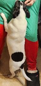 TEDDY PIEBALD, a Adoptable Dachshund in Georgetown, KY image 3/3