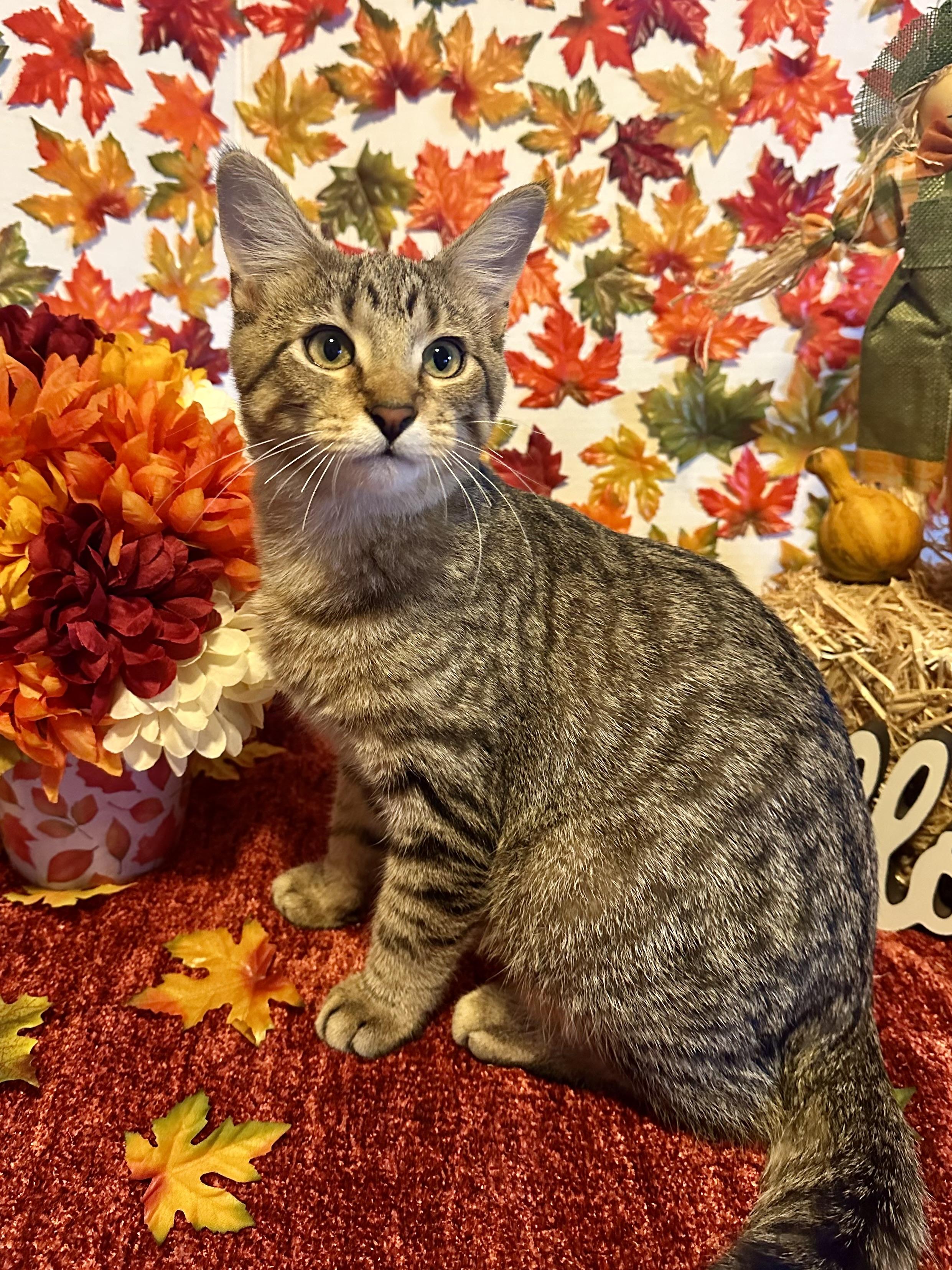 Sheldon, Adoptable, Young Male Domestic Short Hair.