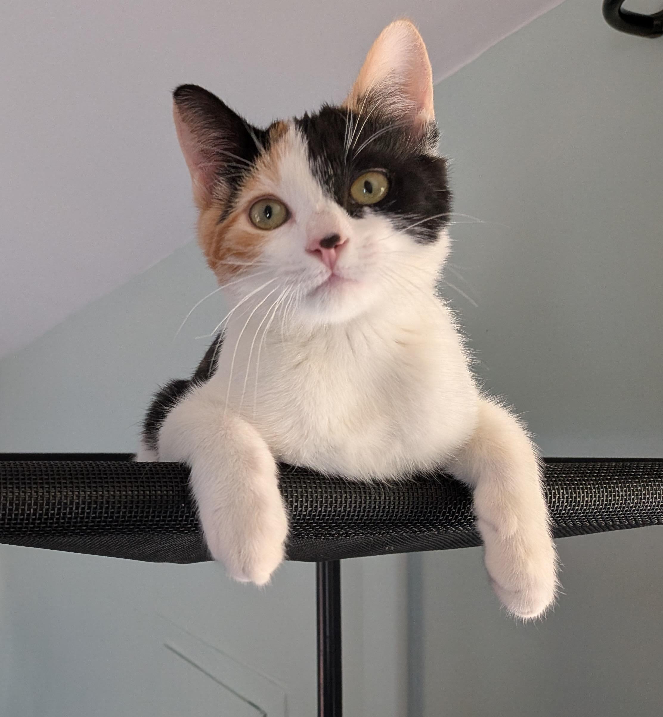 Vivien and Liliana, an adopted Domestic Short Hair in Seattle, WA image 2/5