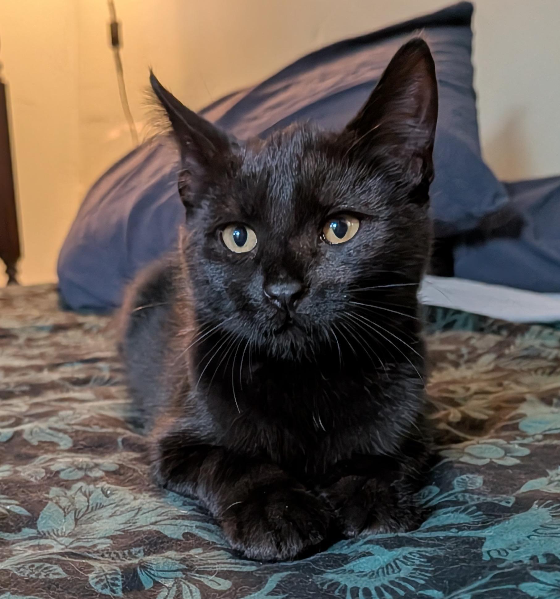 Vivien and Liliana, an adopted Domestic Short Hair in Seattle, WA image 5/5