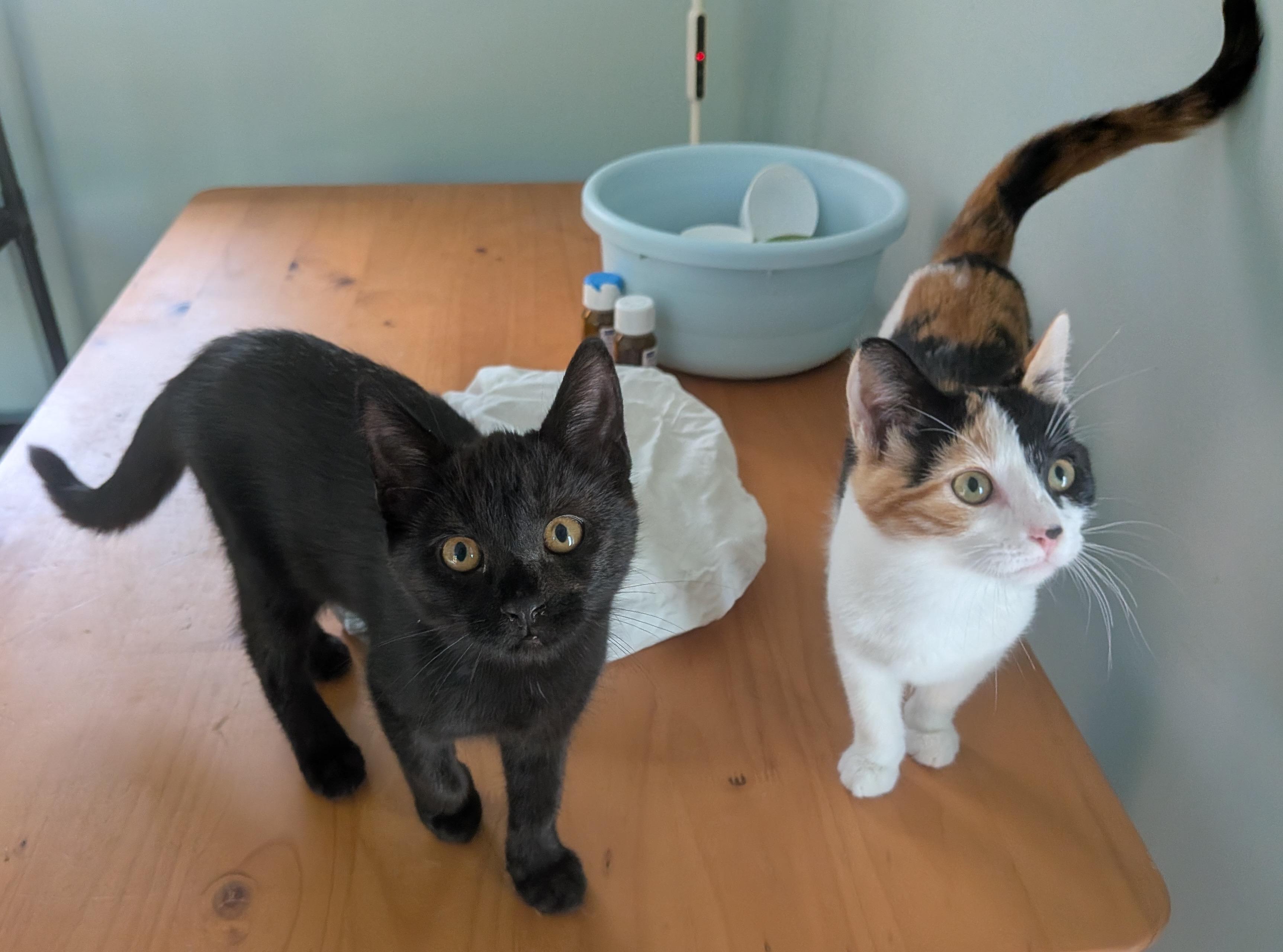 Vivien and Liliana, adopted, Kitten Female Domestic Short Hair.