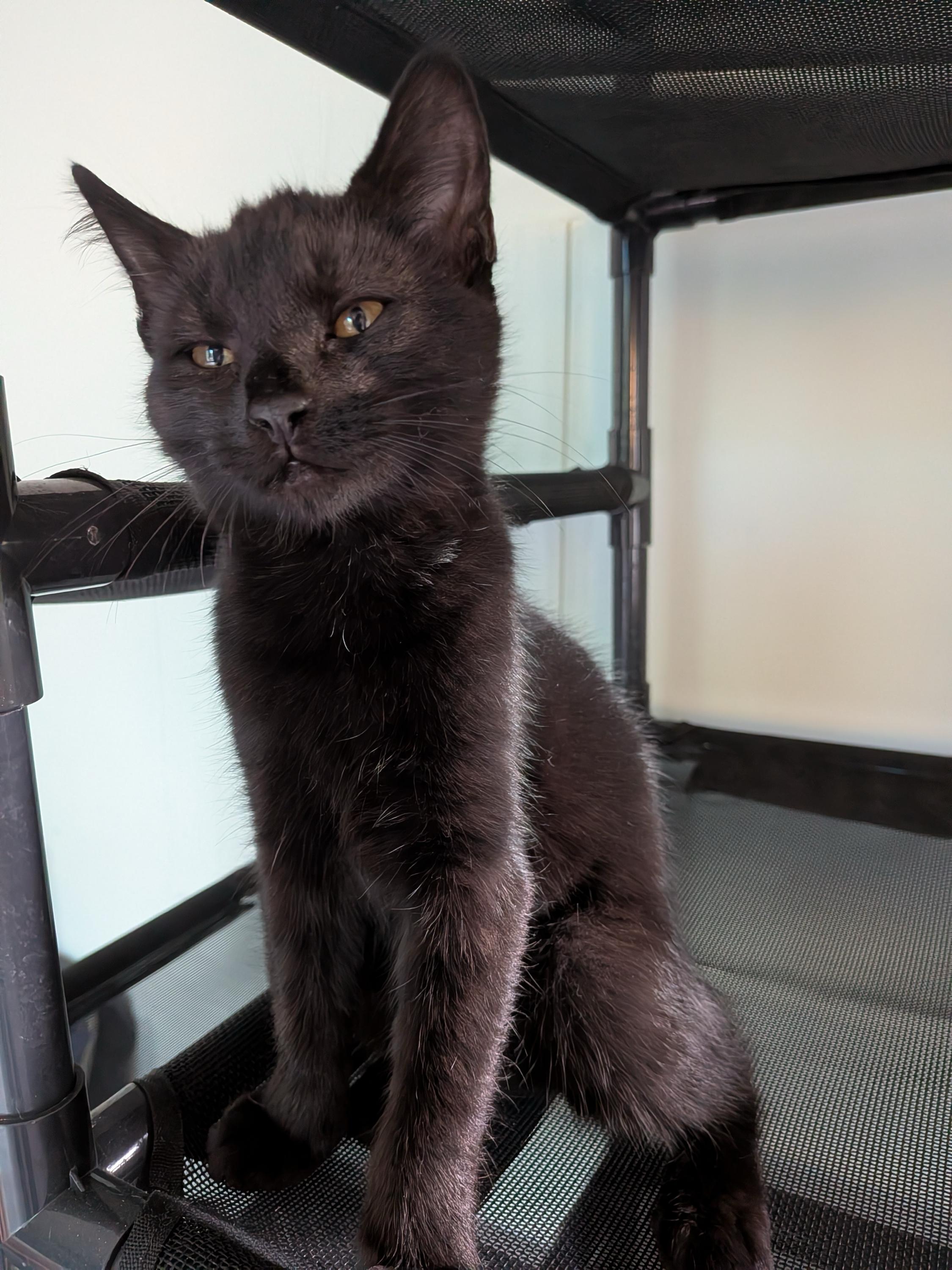 Vivien and Liliana, an adopted Domestic Short Hair in Seattle, WA image 3/5