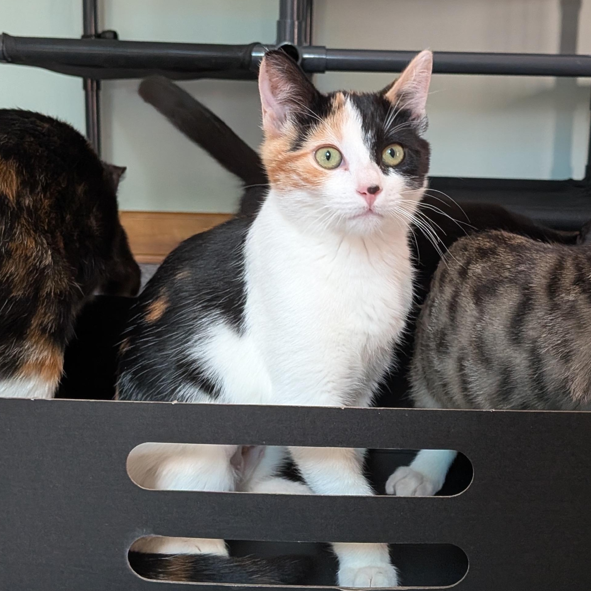 Vivien and Liliana, an adopted Domestic Short Hair in Seattle, WA image 4/5