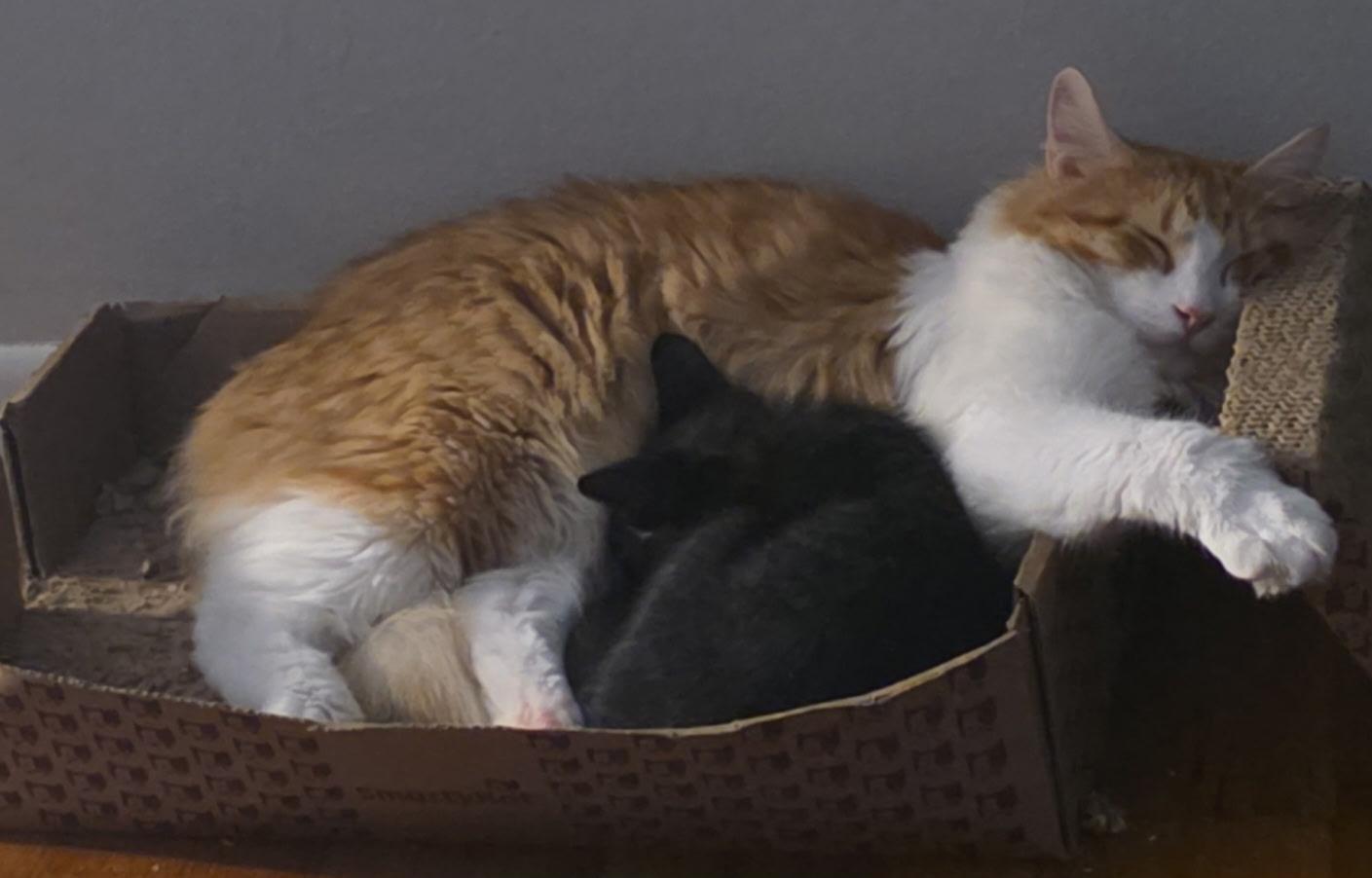 Enlarge Houdini, a Adoptable Domestic Short Hair in Lexington, MO image 2/4