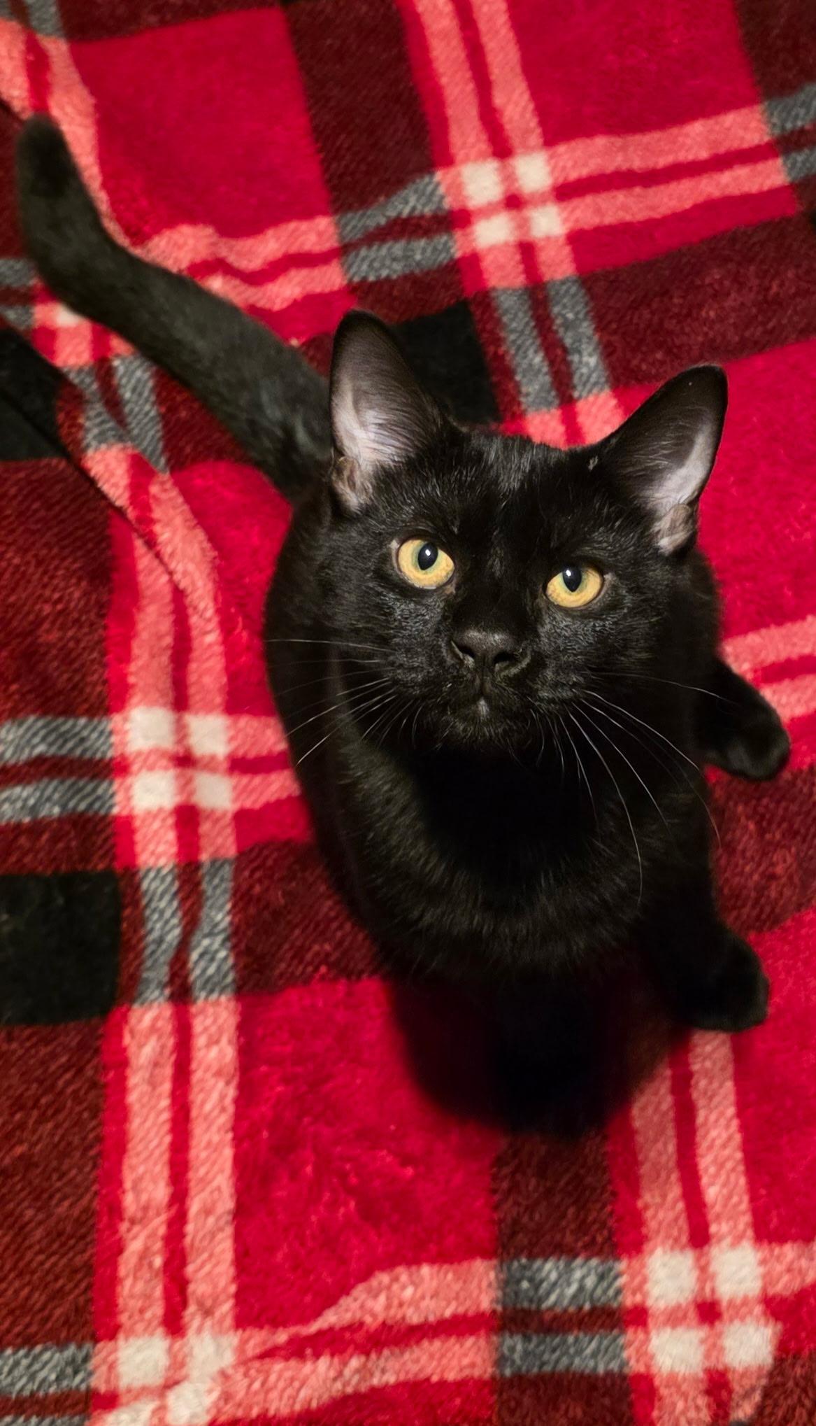 Enlarge Houdini, a Adoptable Domestic Short Hair in Lexington, MO image 3/4