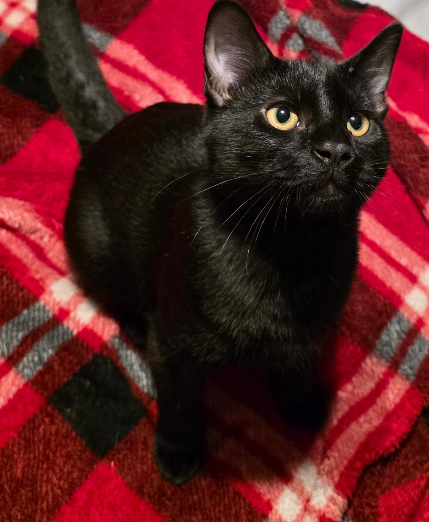 Enlarge Houdini, a Adoptable Domestic Short Hair in Lexington, MO image 4/4