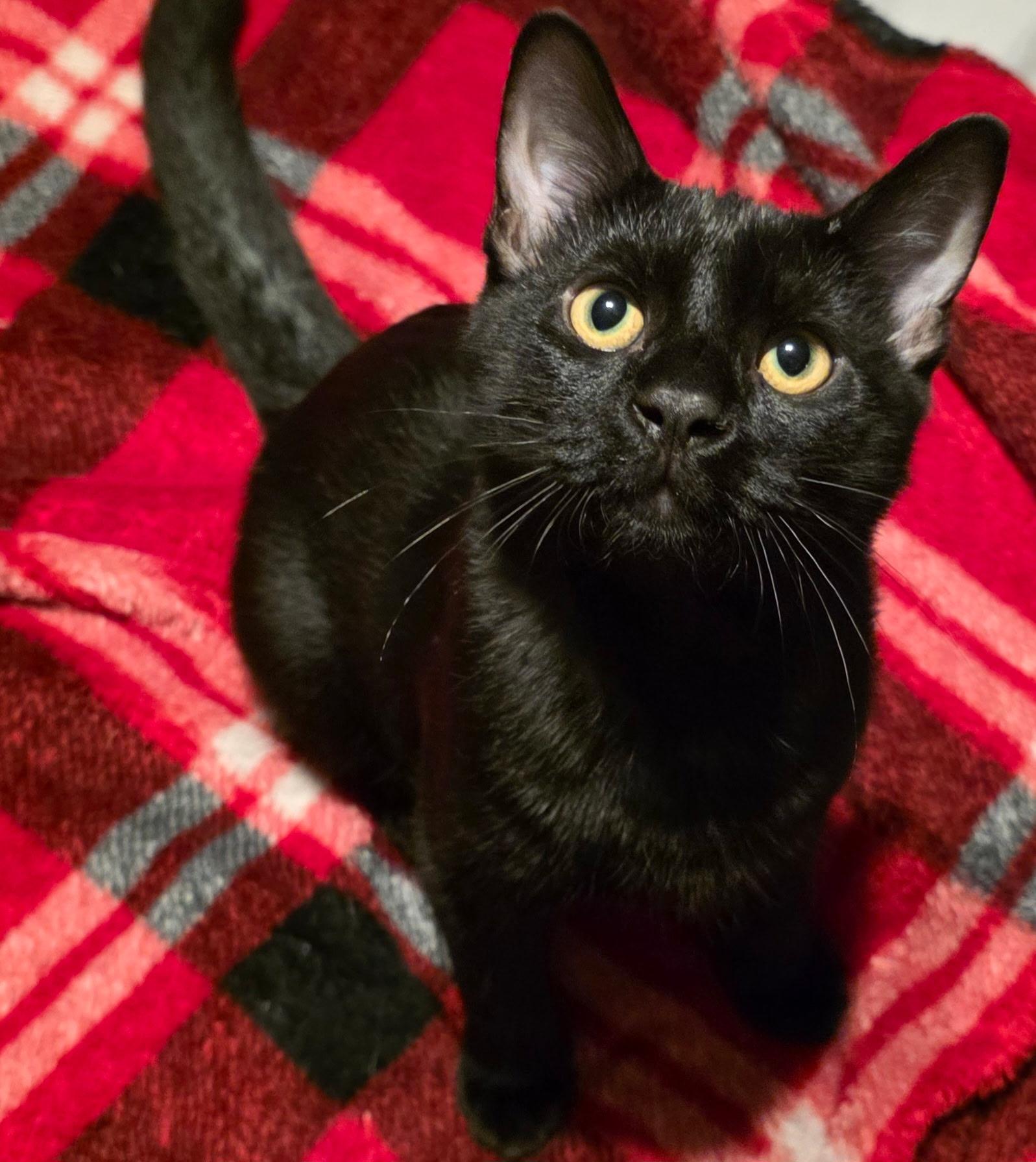 Houdini, Adoptable, Kitten Male Domestic Short Hair.